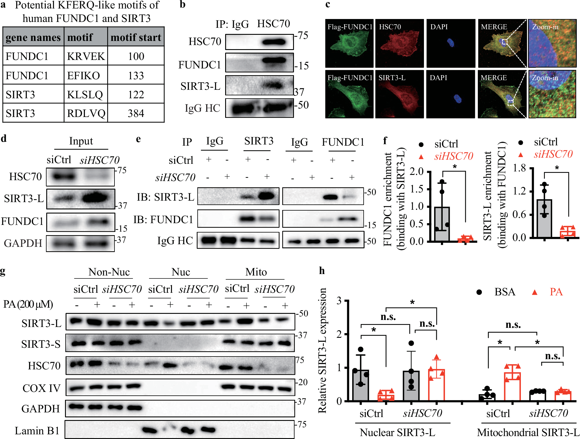 Fig. 8: FUNDC1-mediated SIRT3-L translocation is potentially associated with HSC70 chaperone system.