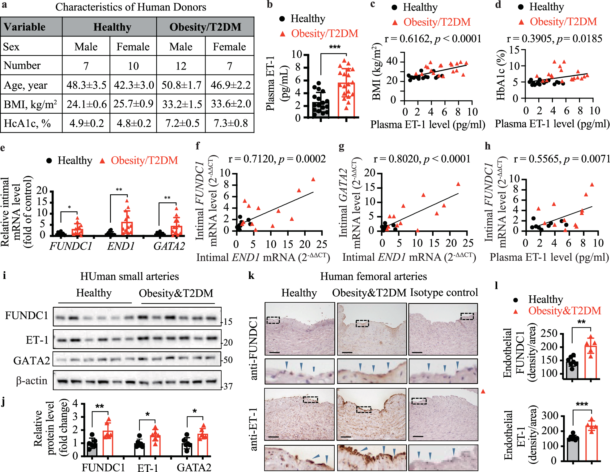 Fig. 9: Upregulation of FUNDC1/GATA2/ET-1 signaling in human patients with diabetic obesity.