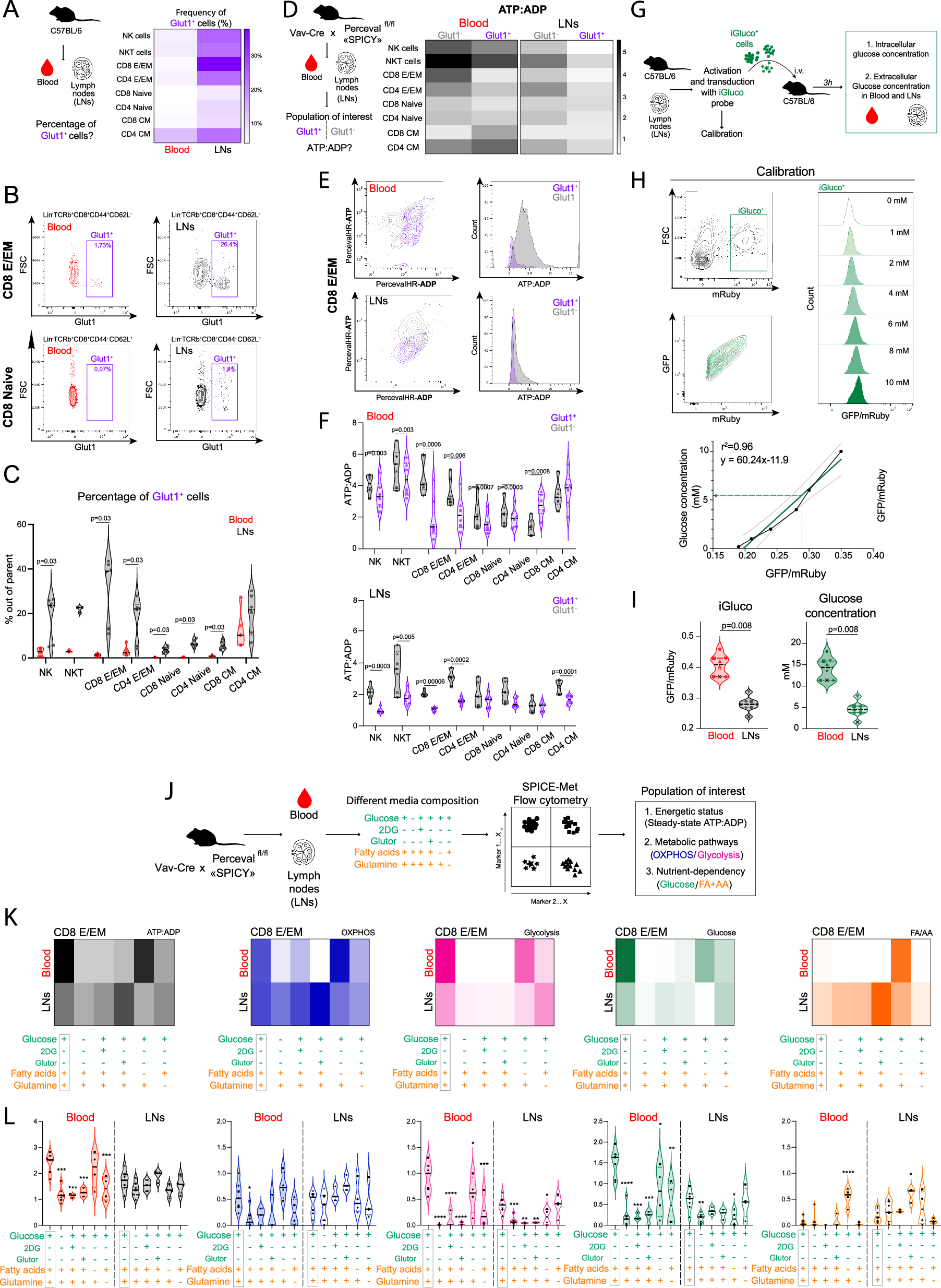Fig. 4: Glucose availability contributes to the anatomical regulation of immune cell energetic charge.