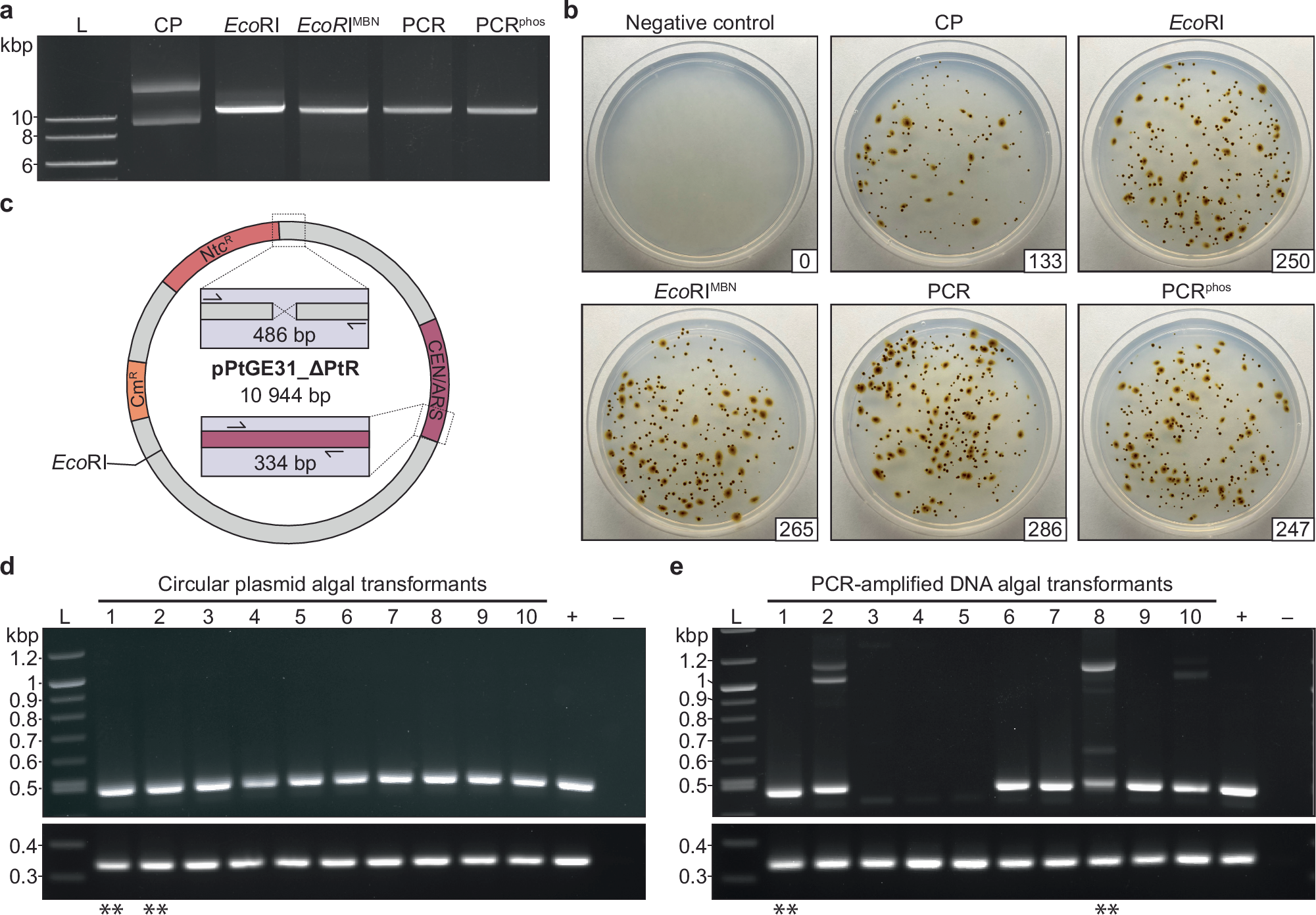 Fig. 2: Comparing the transformation efficiency of linear, circularized, and phosphorylated DNA.