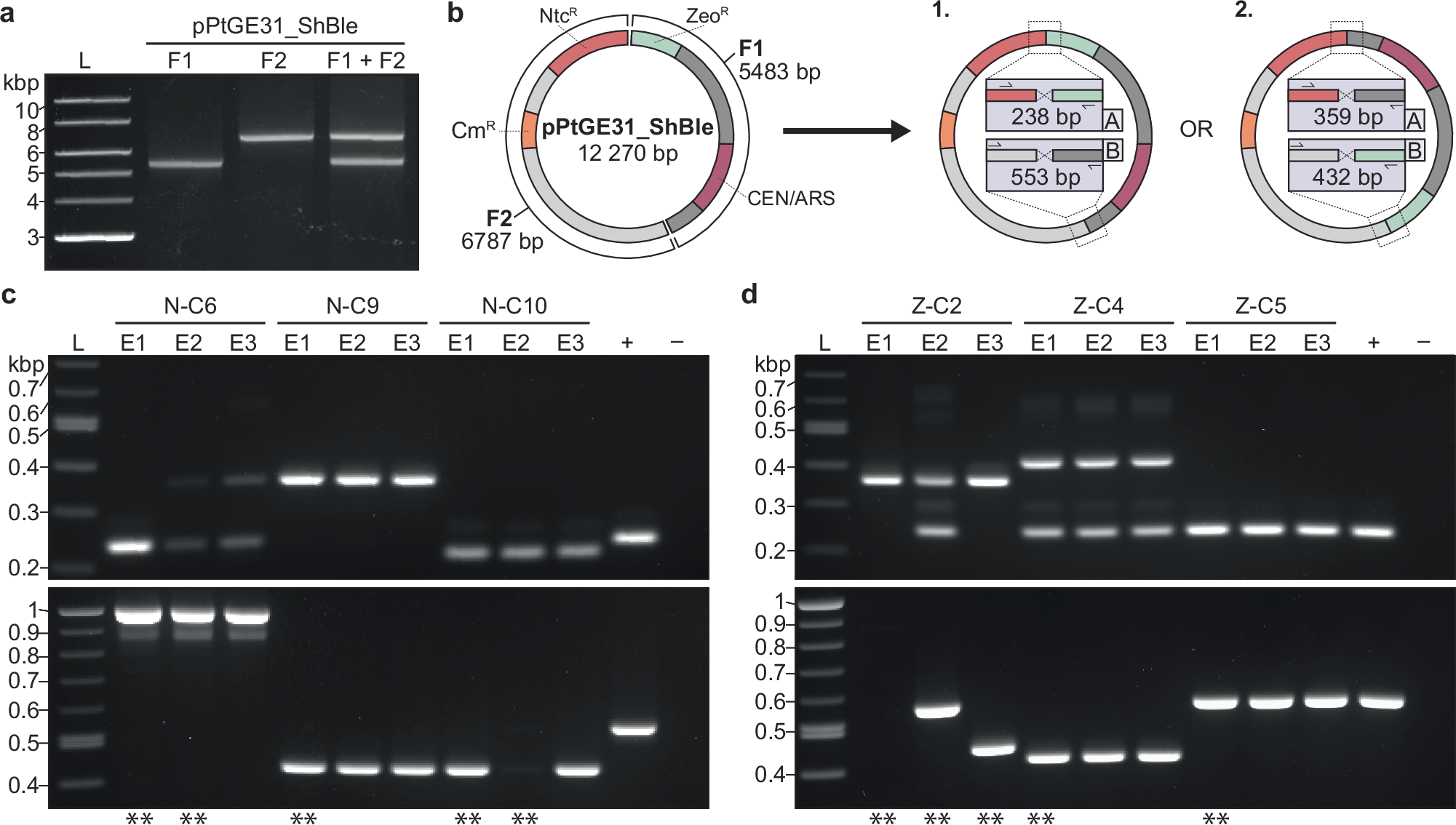 Fig. 4: Electroporation and assembly of two non-overlapping fragments in P. tricornutum.