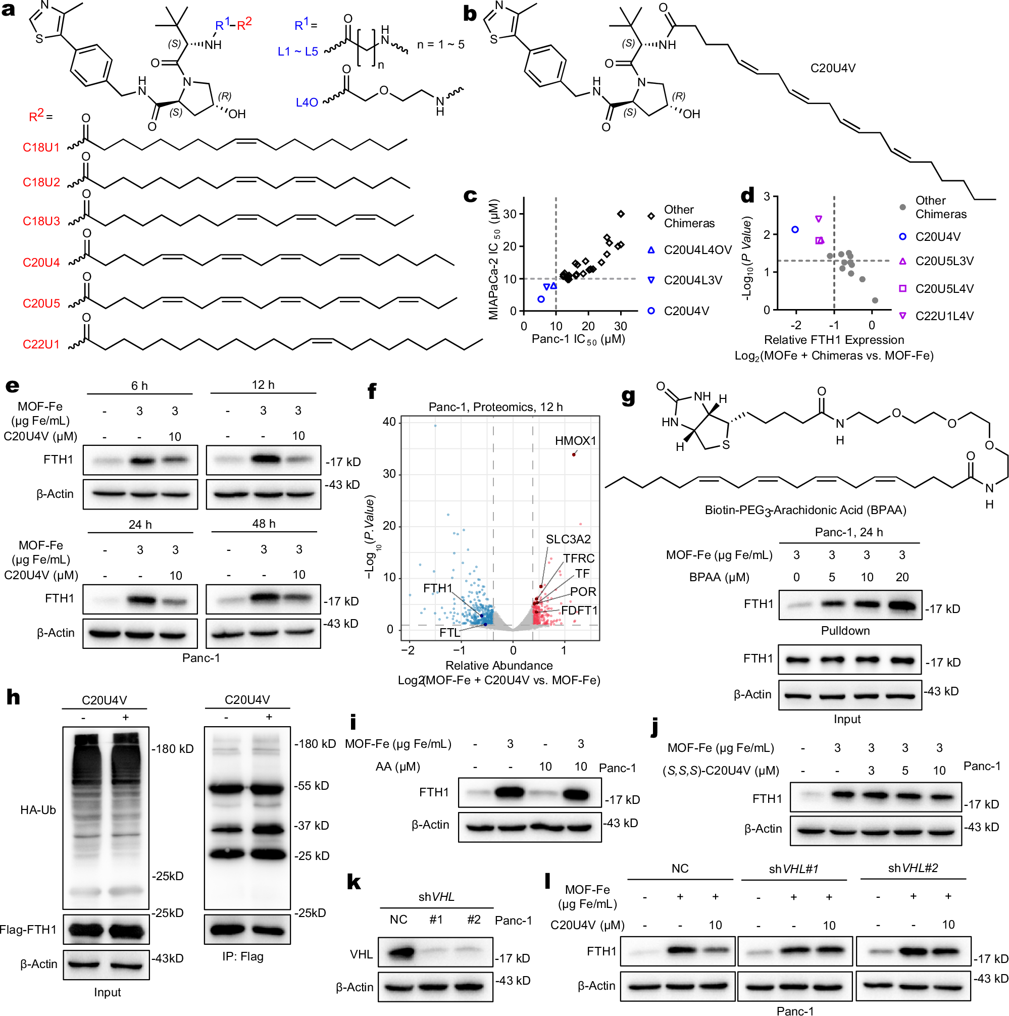 Fig. 4: Arachidonic acid-derived PROTAC degraded FTH1 in the presence of MOF-Fe.