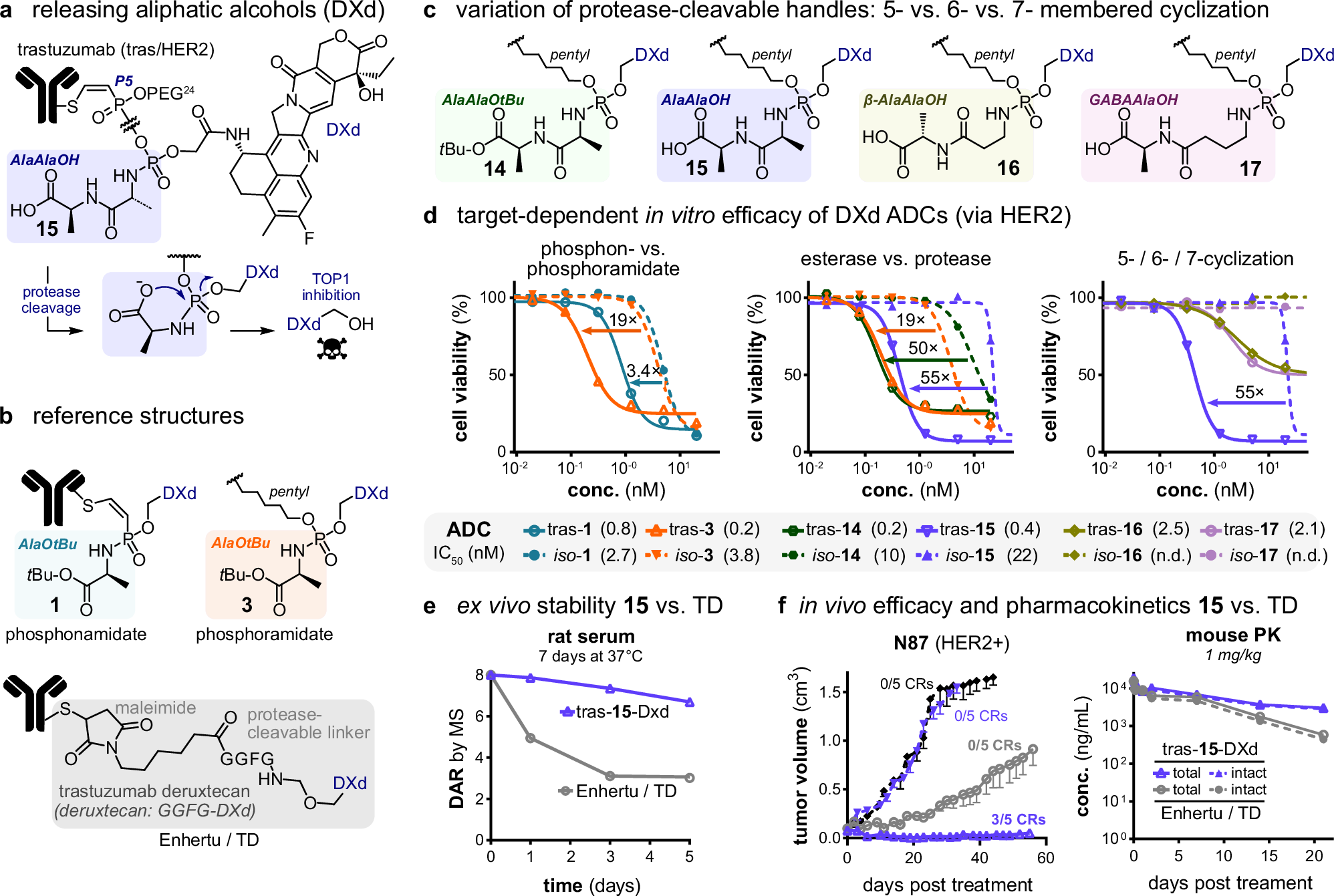 Fig. 4: Evaluation of ADCs with phosphorus-based self-immolative linkers and aliphatic alcohols, exemplified with DXd.