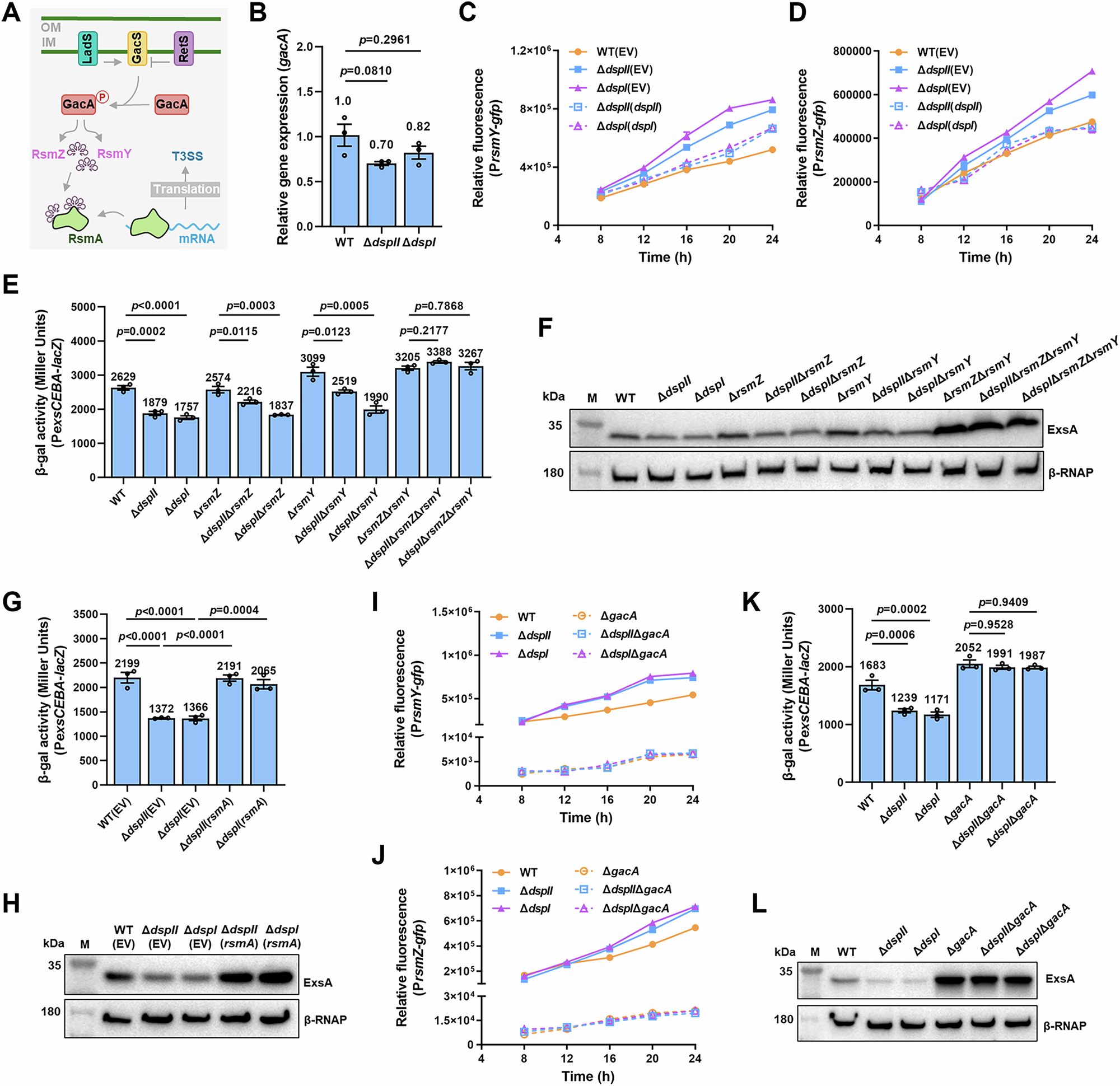 Fig. 6: DspII and DspI negatively regulate small RNAs RsmY and RsmZ to induce T3SS gene expression in a GacA-dependent manner.