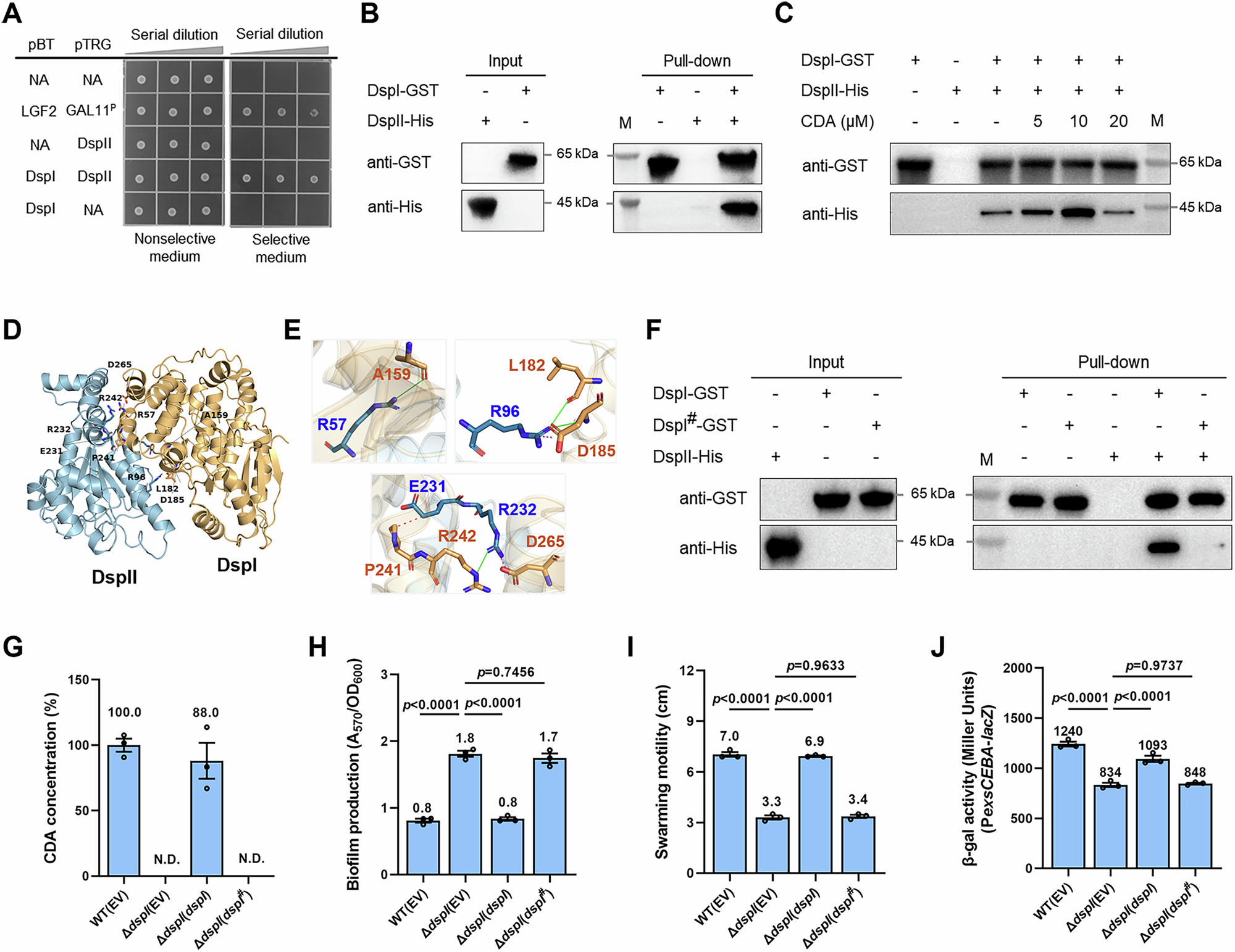 Fig. 8: DspII directly binds to DspI and the binding affinity is coordinated by CDA.