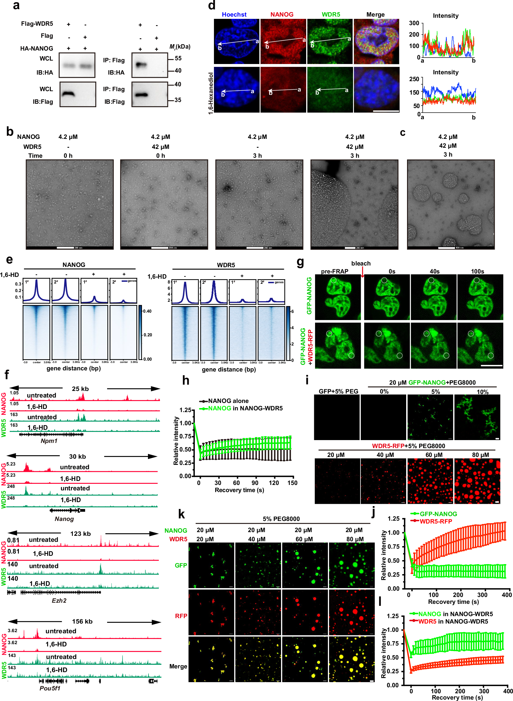 Fig. 1: WDR5 interacts with NANOG to facilitate its liquid-liquid phase separation.
