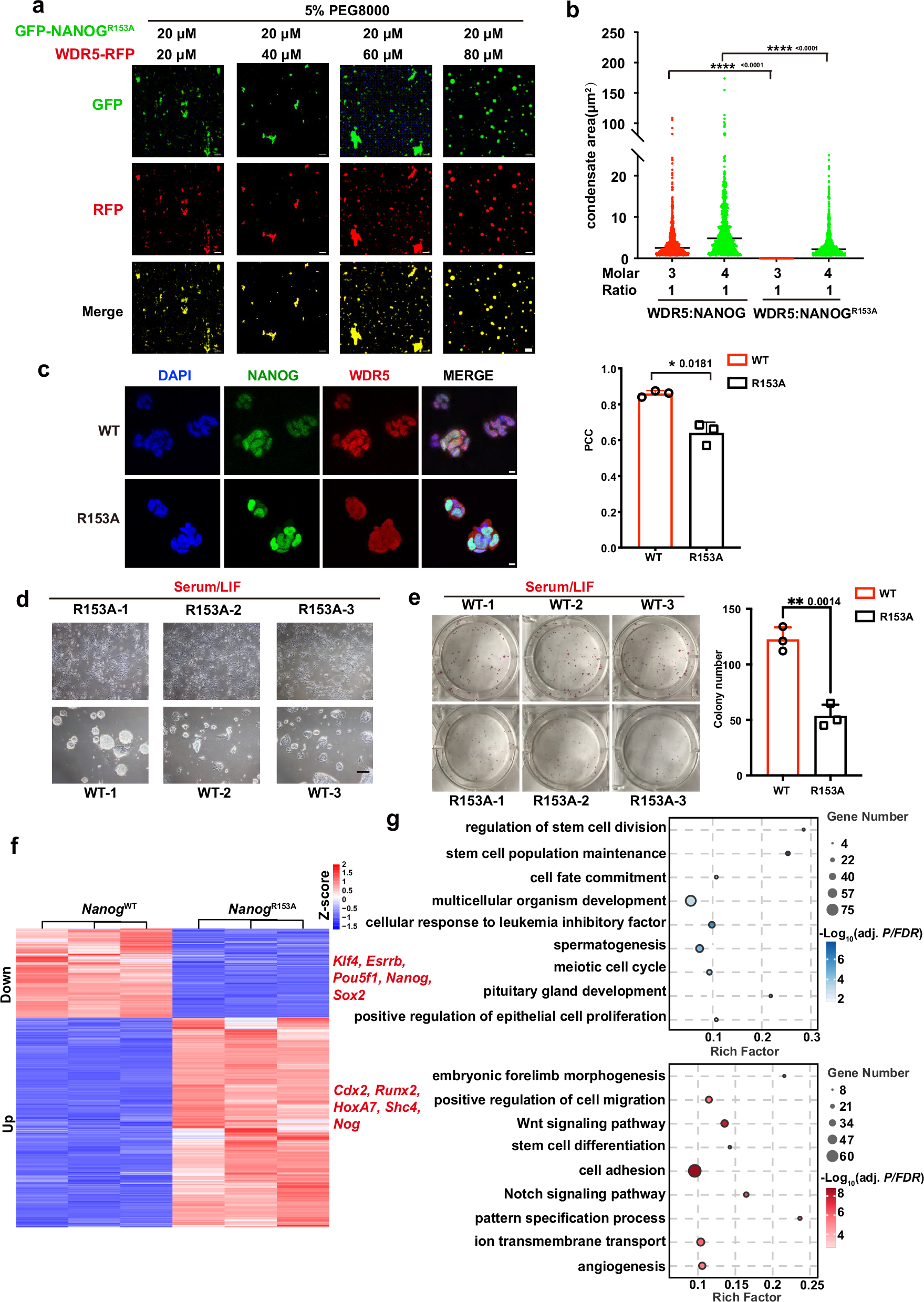Fig. 4: NANOG R153A mutation impairs phase separation and compromises transcriptional control of ESC pluripotency.