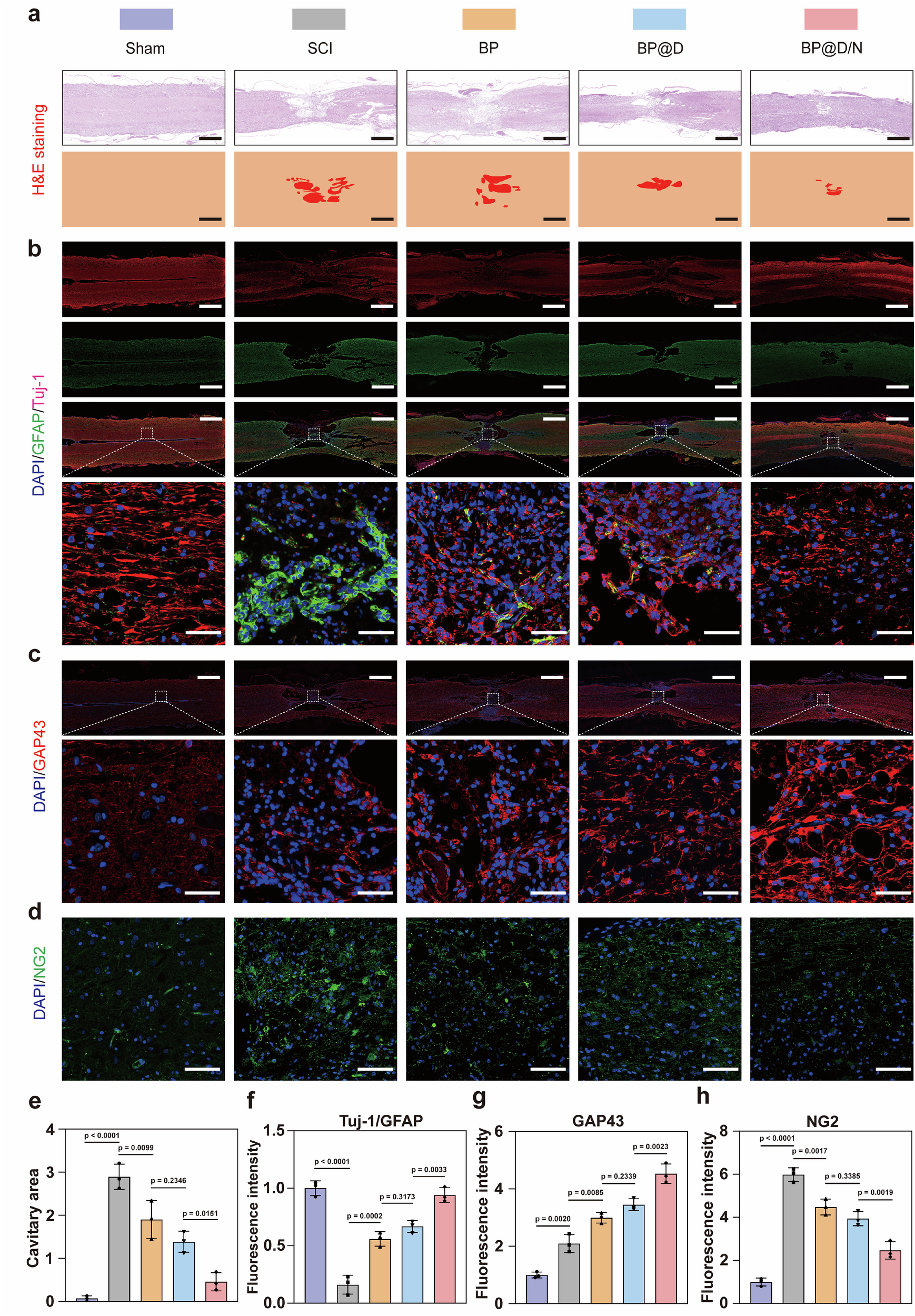 Fig. 10: Camouflaged nanorobots promote neuron regeneration in vivo.
