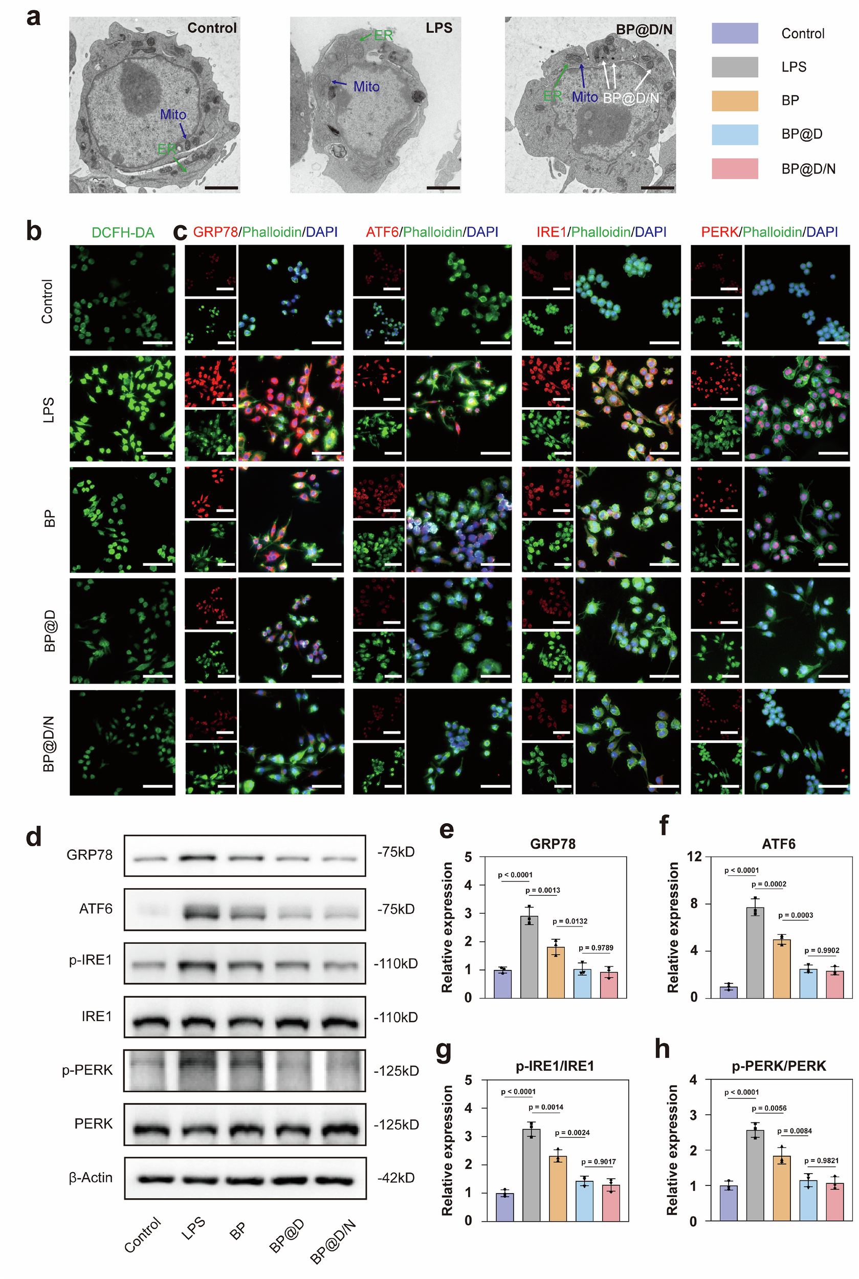 Fig. 4: Camouflaged nanorobots alleviate ERS in Mφ.
