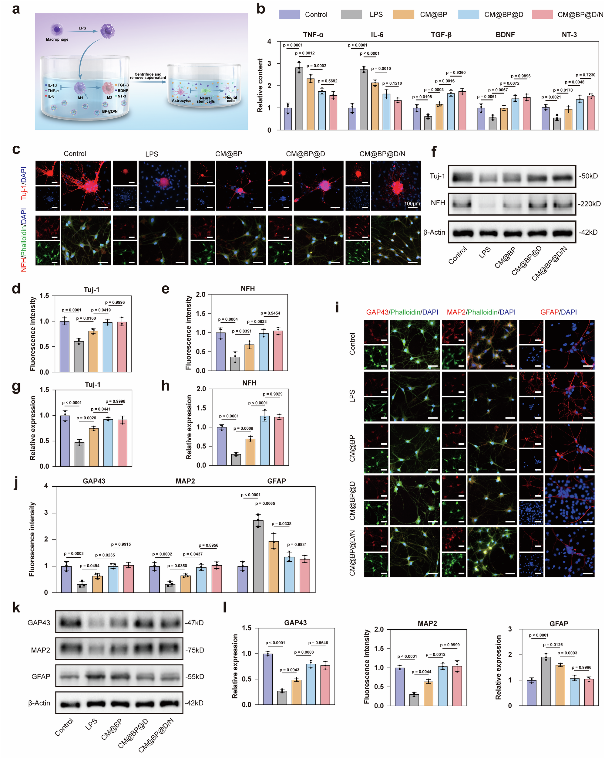 Fig. 7: Camouflaged nanorobots promote NSCs differentiation.