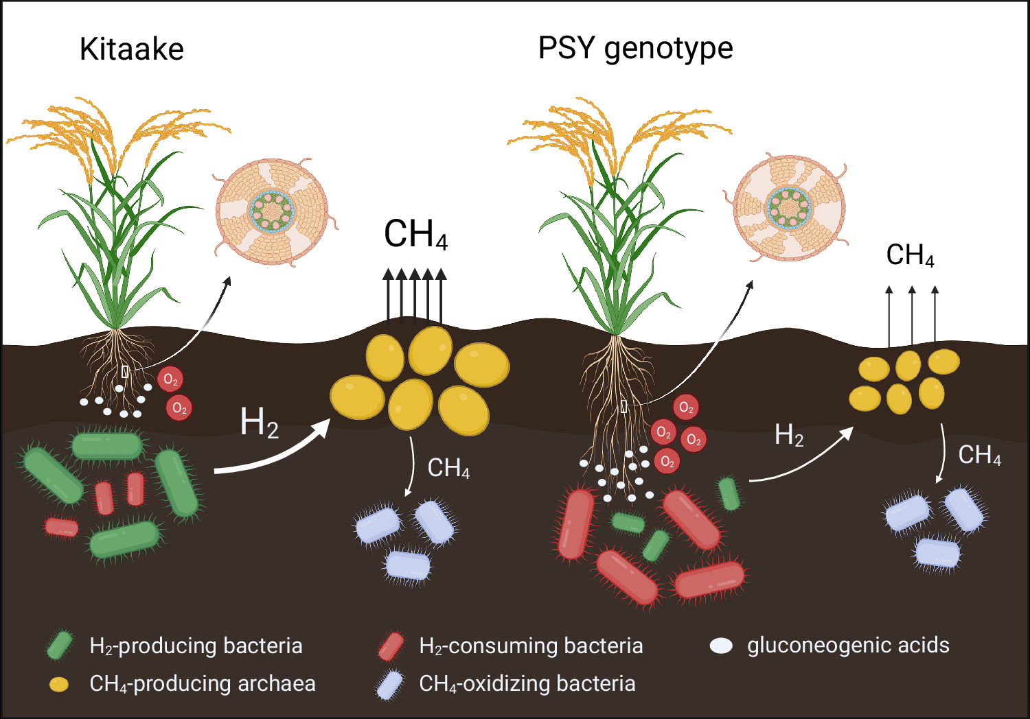 Fig. 8: Proposed mechanism for the role of PSY rice genotypes in mitigating CH4 emissions.