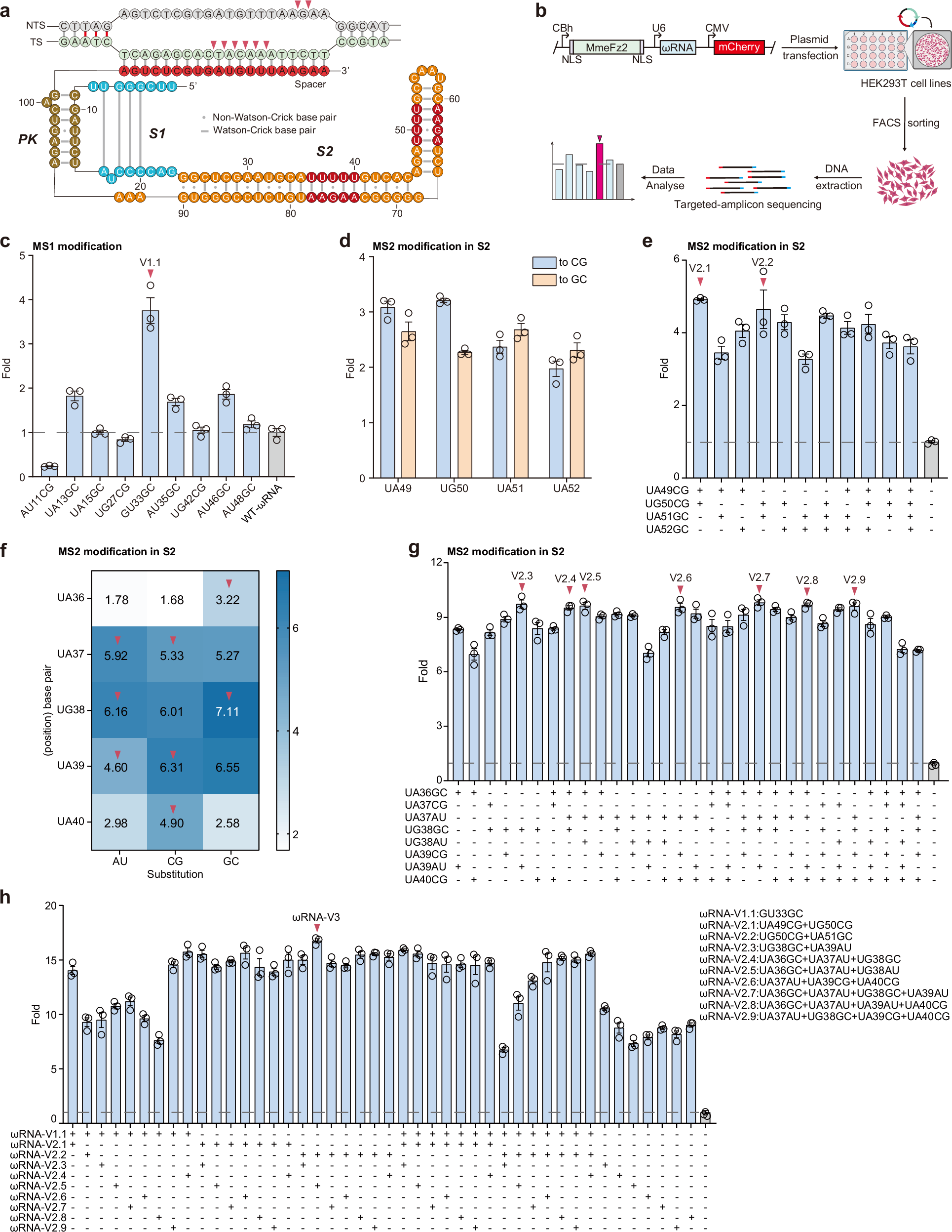 Fig. 1: Engineering MmeFz2 ωRNA to enhance genome-editing efficiency.