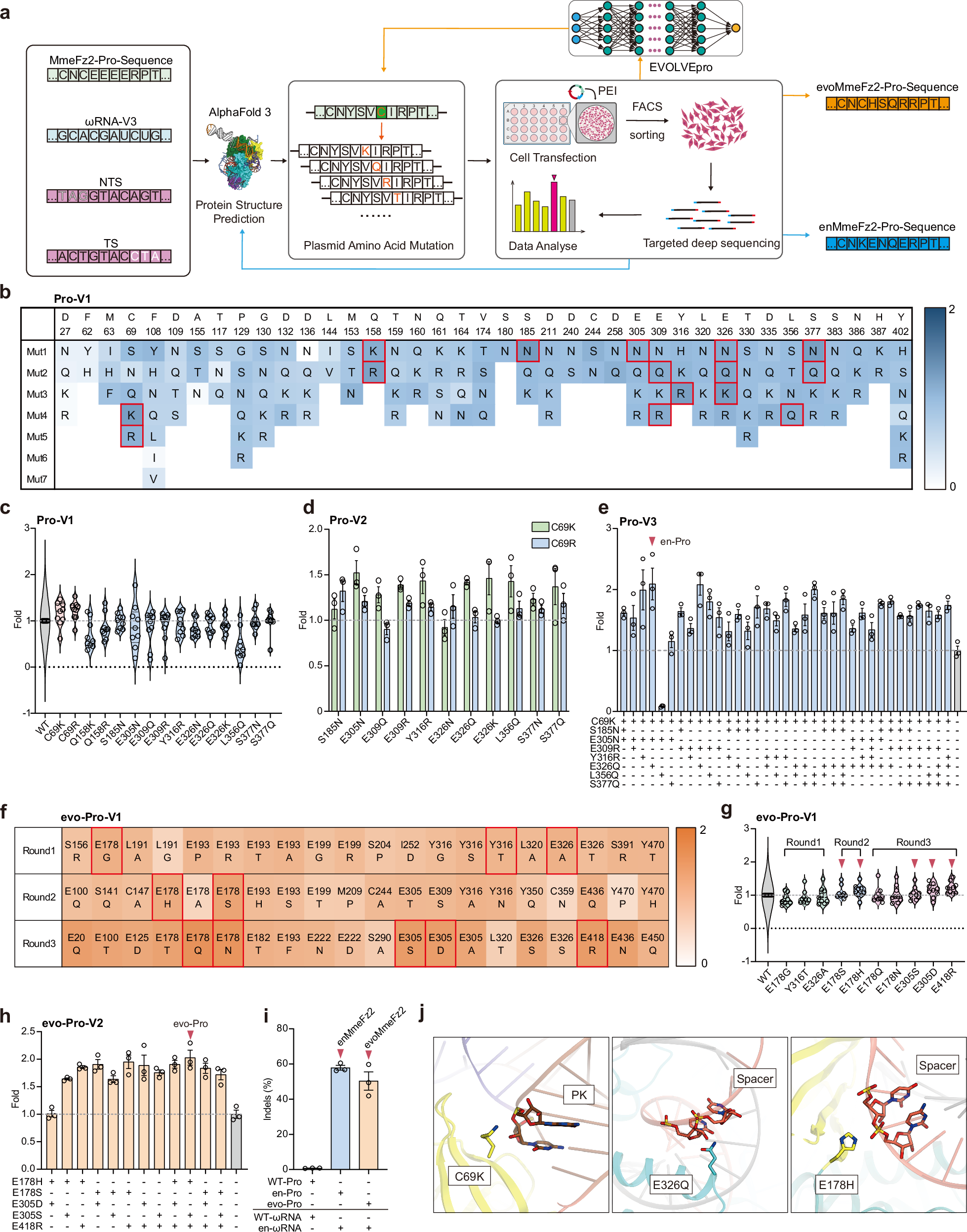 Fig. 3: Engineering the MmeFz2 protein using AlphaFold3 or EVOLVEpro to enhance its activity in mammalian cells.