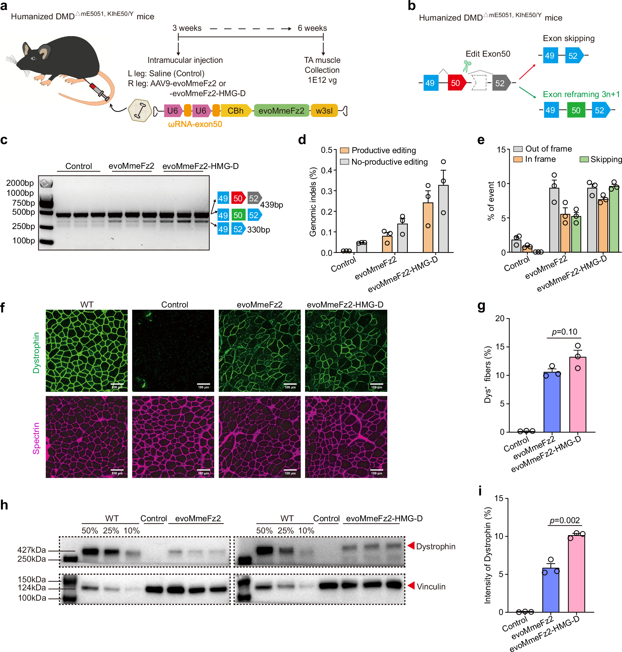 Fig. 6: evoMmeFz2 and evoMmeFz2-HMG-D restore dystrophin expression in humanized DMDΔmE5051, KIhE50/Y mice following single AAV injection.