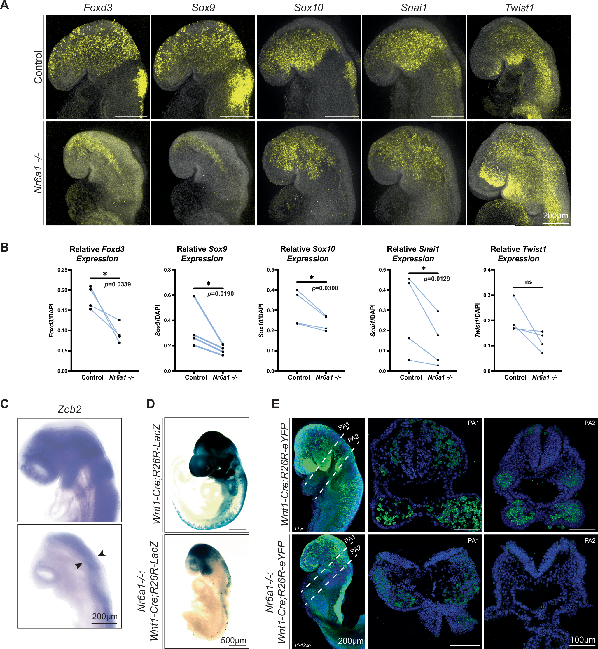 Fig. 2: NCC-specifier and EMT genes are downregulated in the Nr6a1 null embryos resulting in a deficiency of NCC.