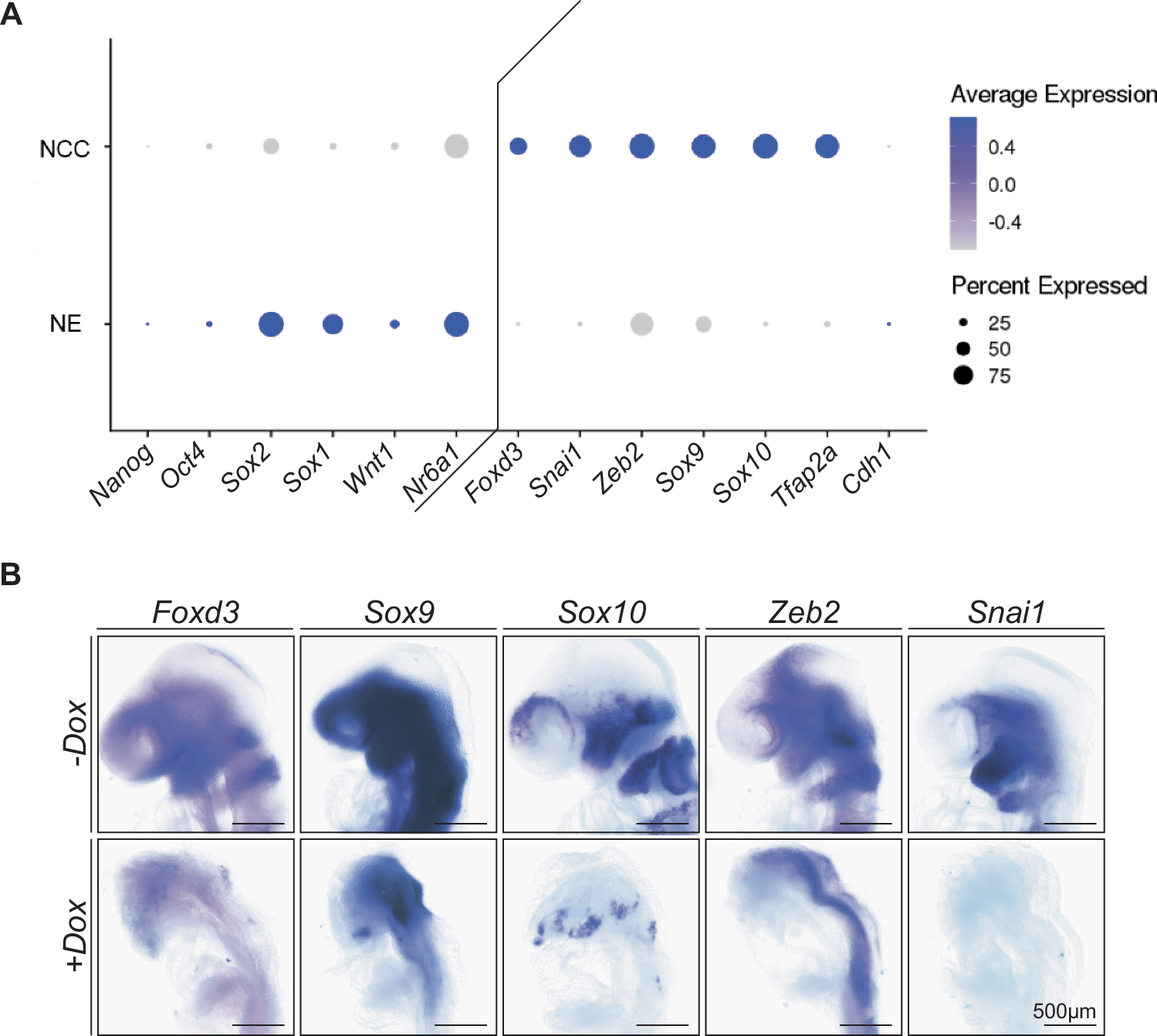 Fig. 8: Oct4 must be downregulated by NR6A1 prior to NCC formation.