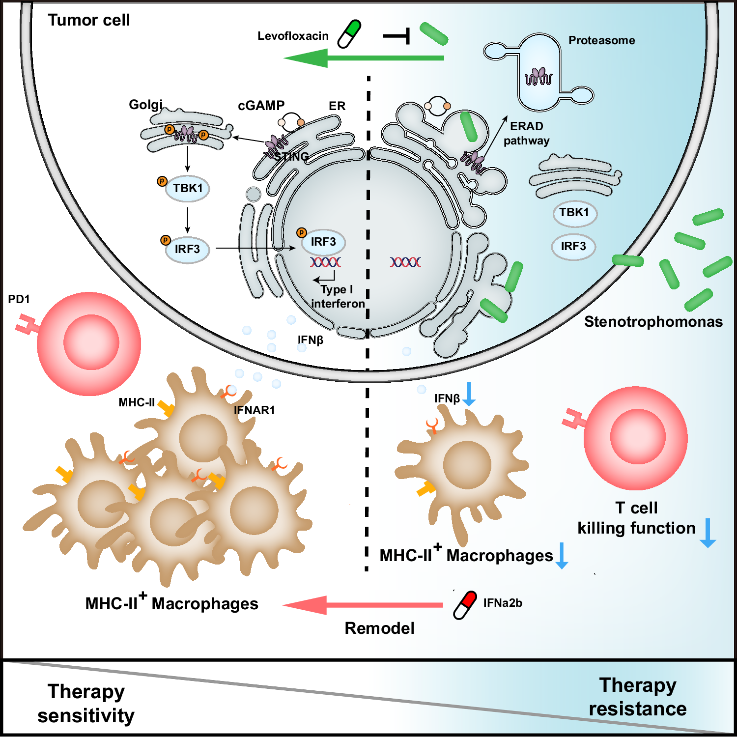 Fig. 9: Schematic model of the proposed mechanism.