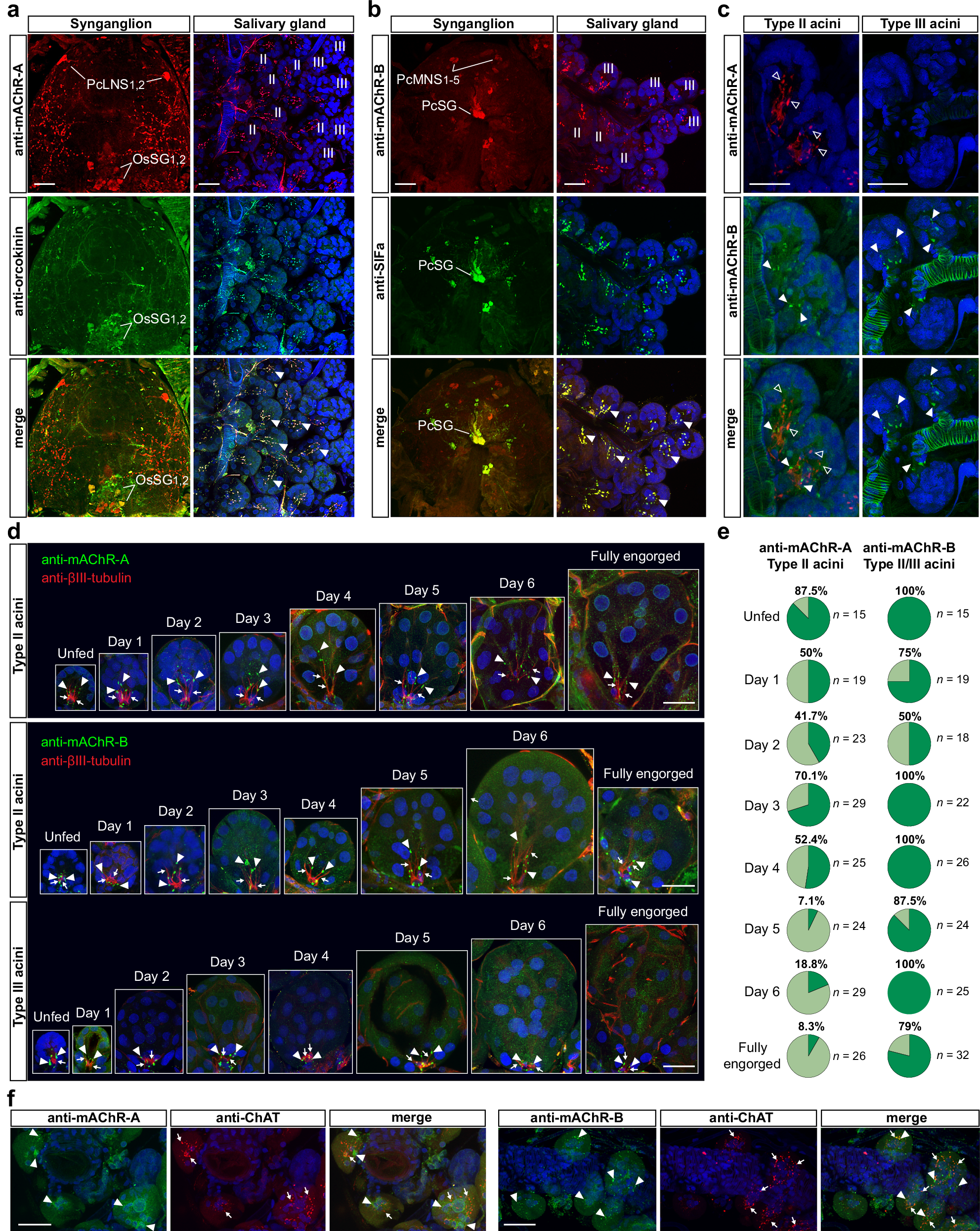 Fig. 5: Type II and III SG acini are innervated by cholinoceptive peptidergic axons, while agranular type I acini are targets for synaptic ACh.