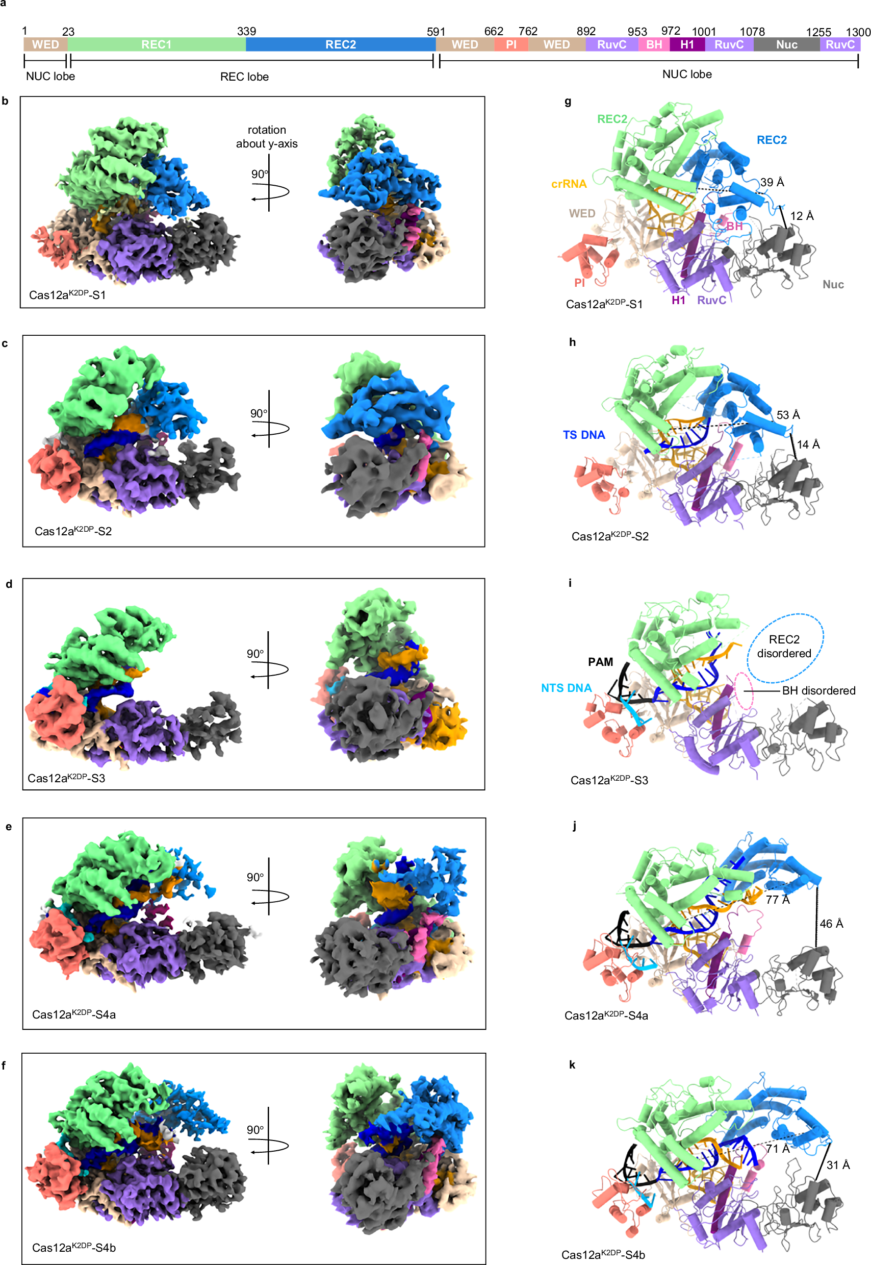 Fig. 1: FnoCas12aKD2P possesses conformational states with similarities and differences compared to those for FnoCas12aWT.