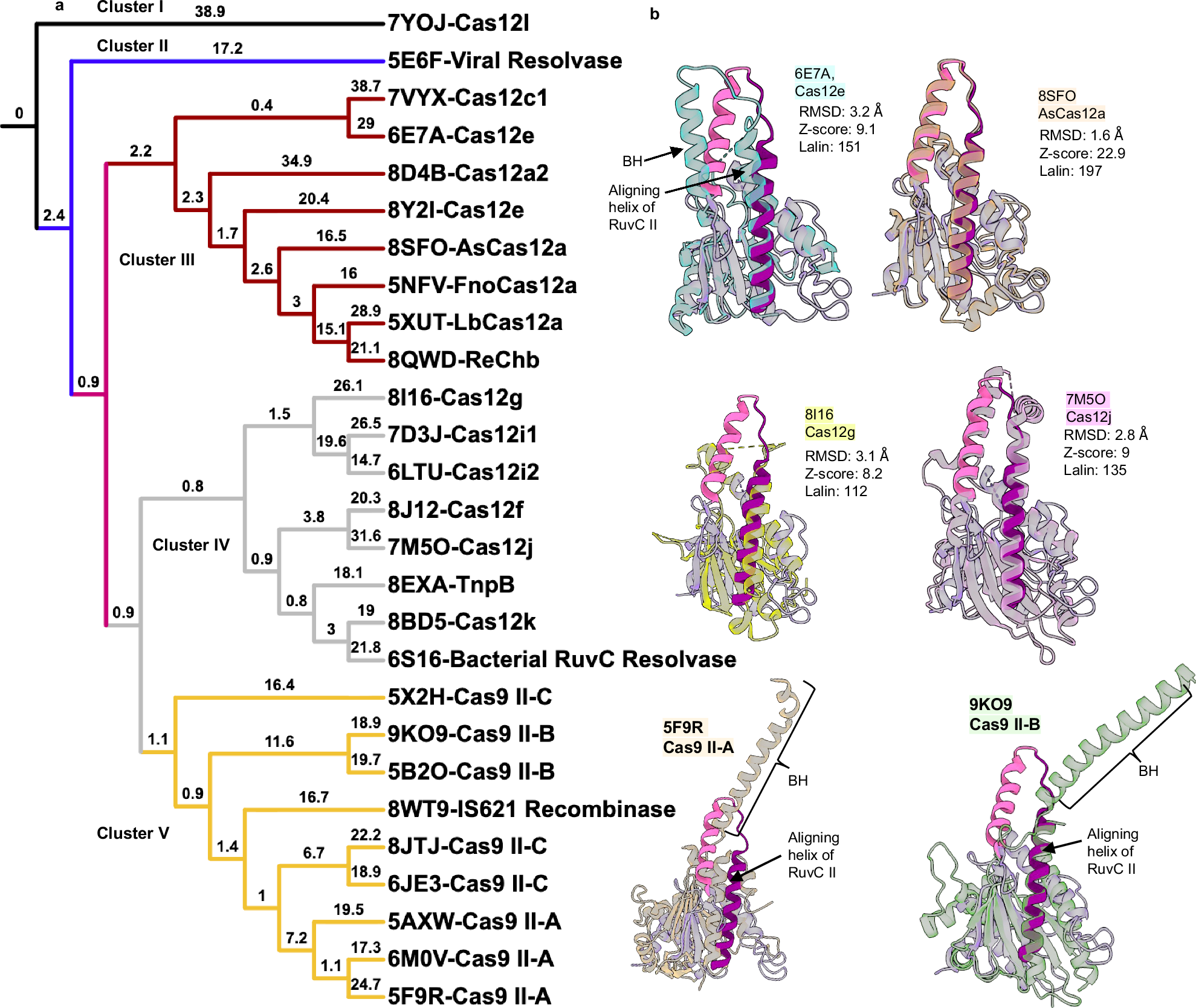 Fig. 5: Analysis of the BH and RuvC-H1 conformations of different Cas12 and Cas9 families.
