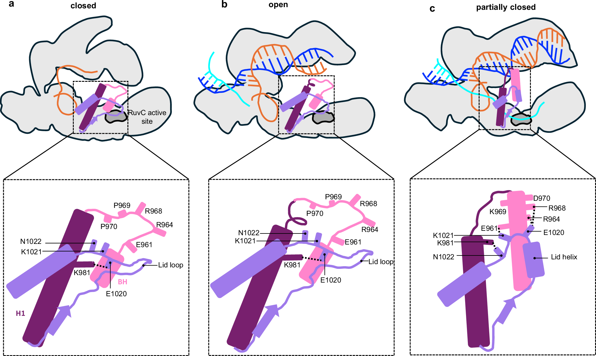 Fig. 6: A model showing the central role of the BH in coordinating the conformational activation of Cas12a.