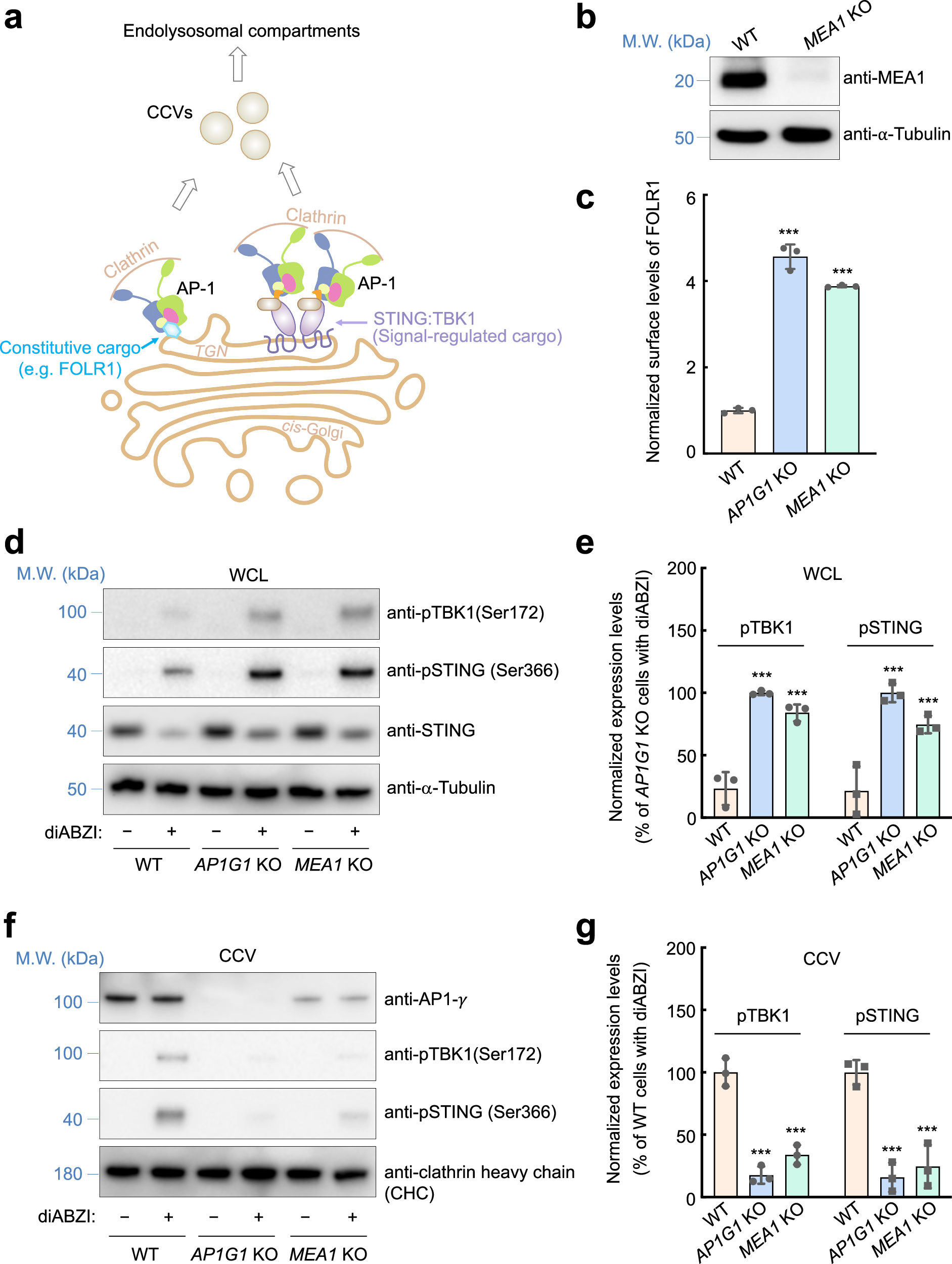 Fig. 2: MEA1 is required for AP1-dependent cargo trafficking and termination of STING signaling.