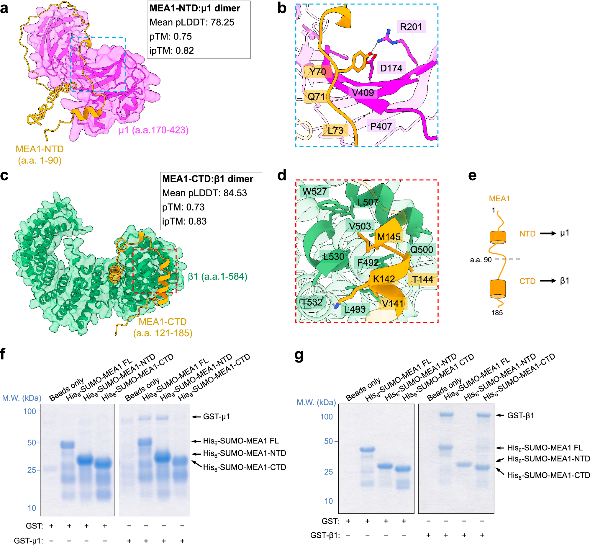 Fig. 5: MEA1 is a bi-handed chaperone with two AP1-recognizing domains.