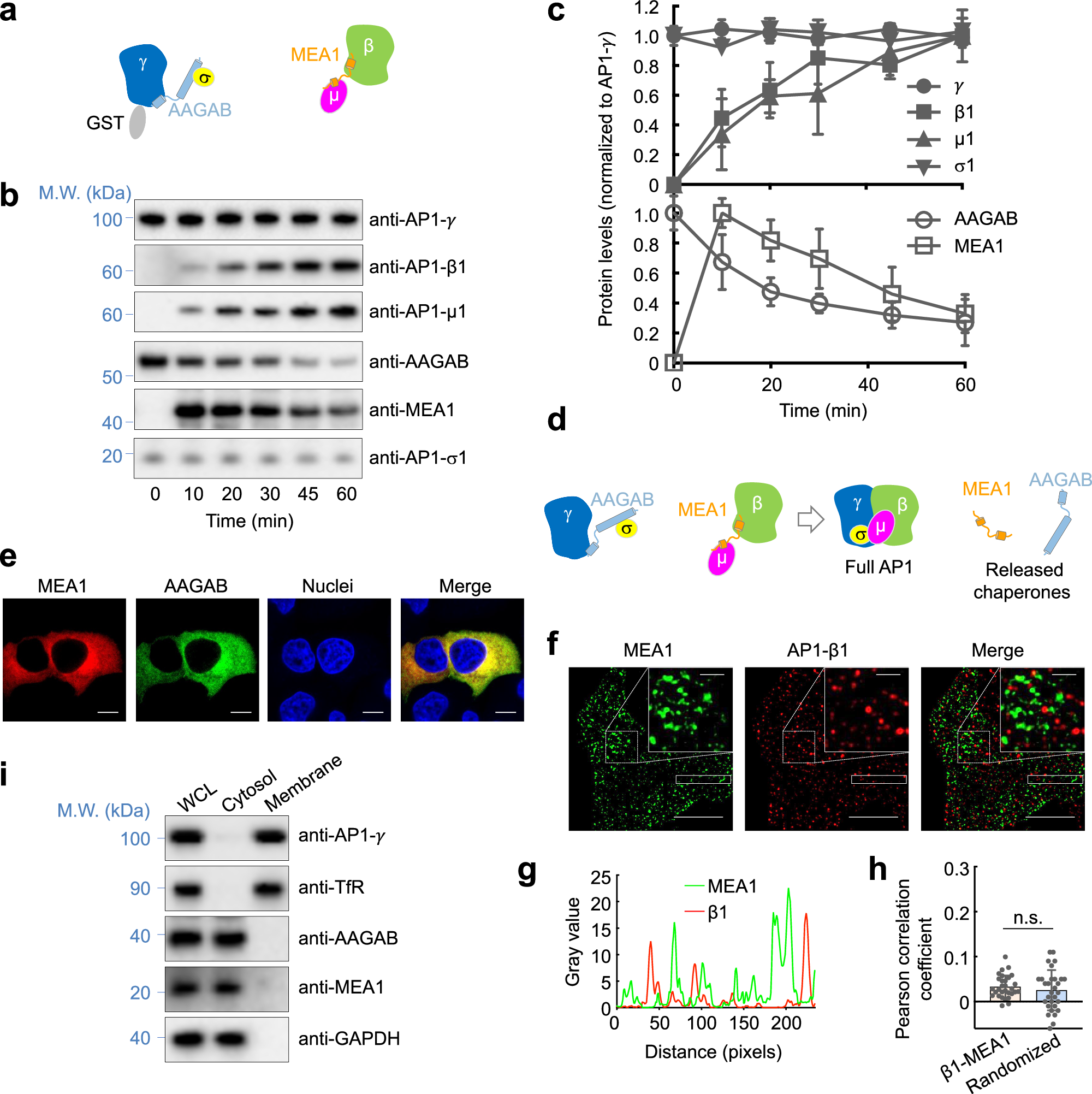 Fig. 6: MEA1 acts in concert with AAGAB to regulate AP1 assembly.
