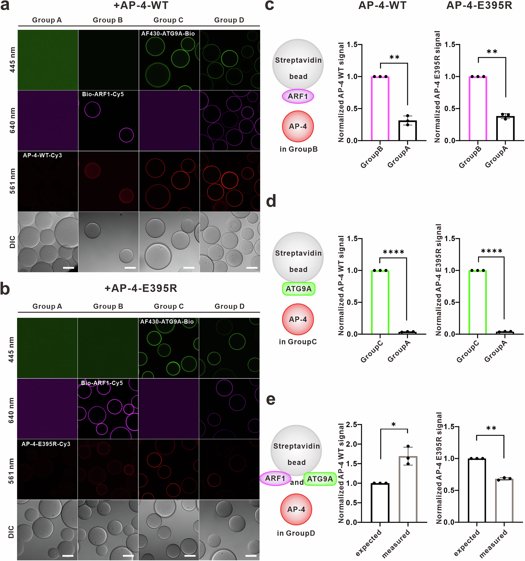 Fig. 5: Synergistic effect of ARF1 and cargoes for efficient recruitment of AP-4.