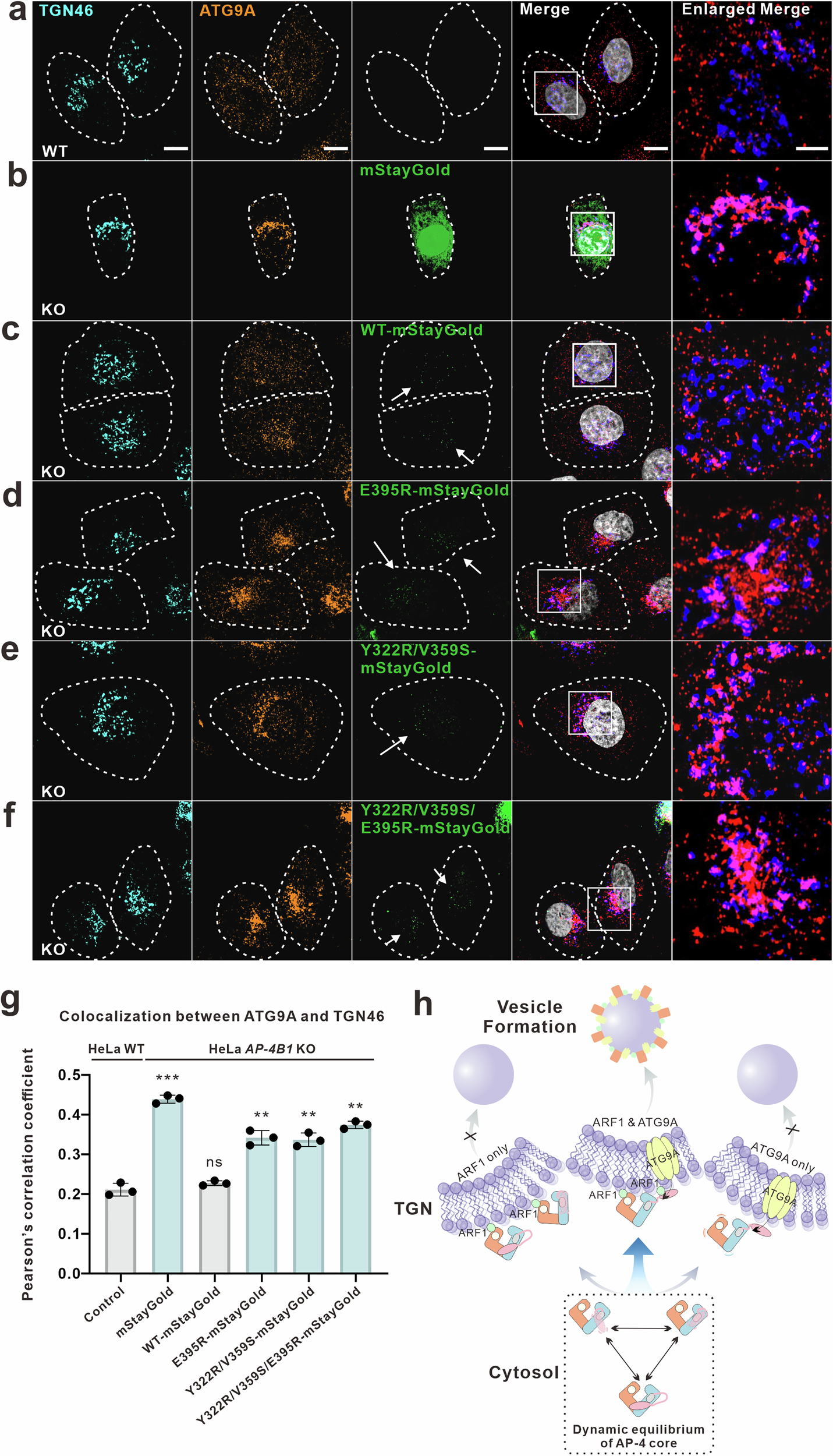 Fig. 6: Conformational flexibility of AP-4 is essential for membrane trafficking.
