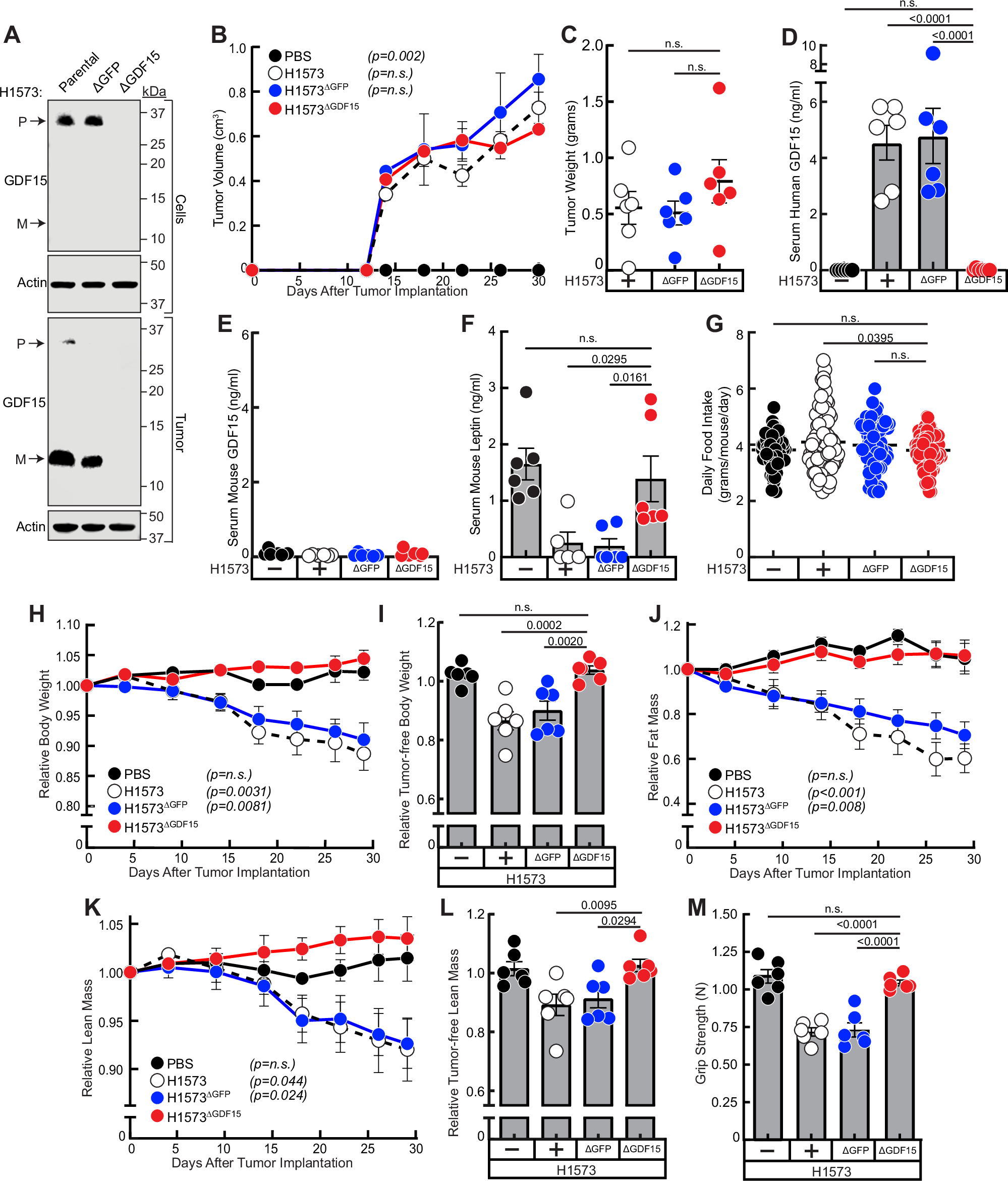 Fig. 2: GDF15 silencing in STK11/LKB1-mutated NSCLC tumors subcutaneously xenotransplanted into mice that have high circulating GDF15 concentrations.