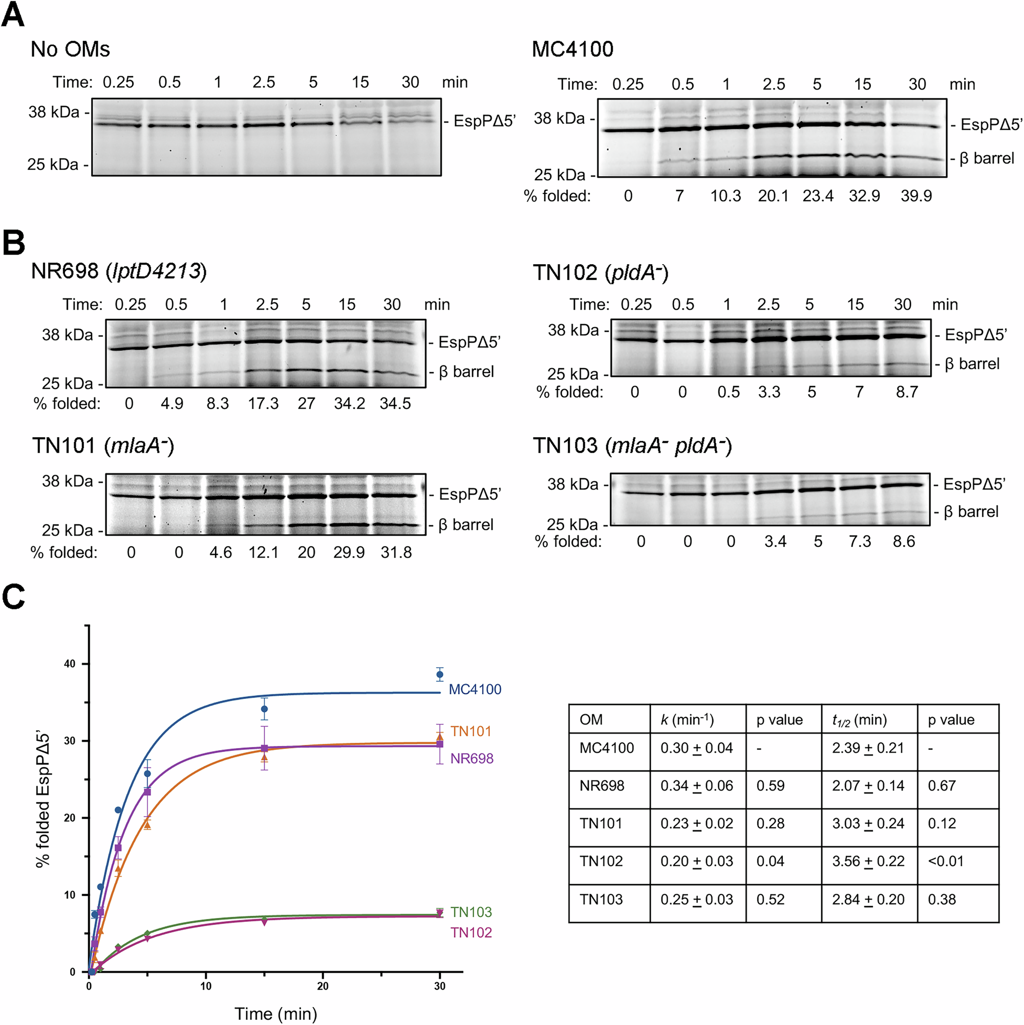Fig. 4: Kinetics of EspPΔ5’ assembly into native OMs purified from MC4100 and mutant strains.