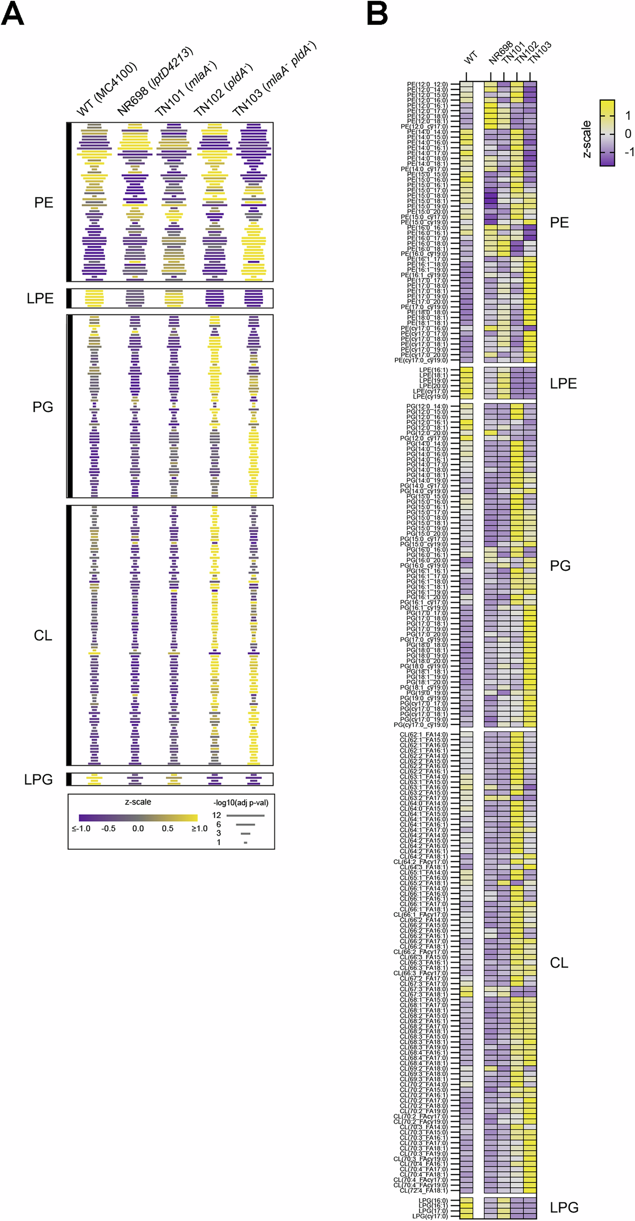 Fig. 6: Mutations that impair OM lipid homeostasis alter the PL profiles for purified native OMs.