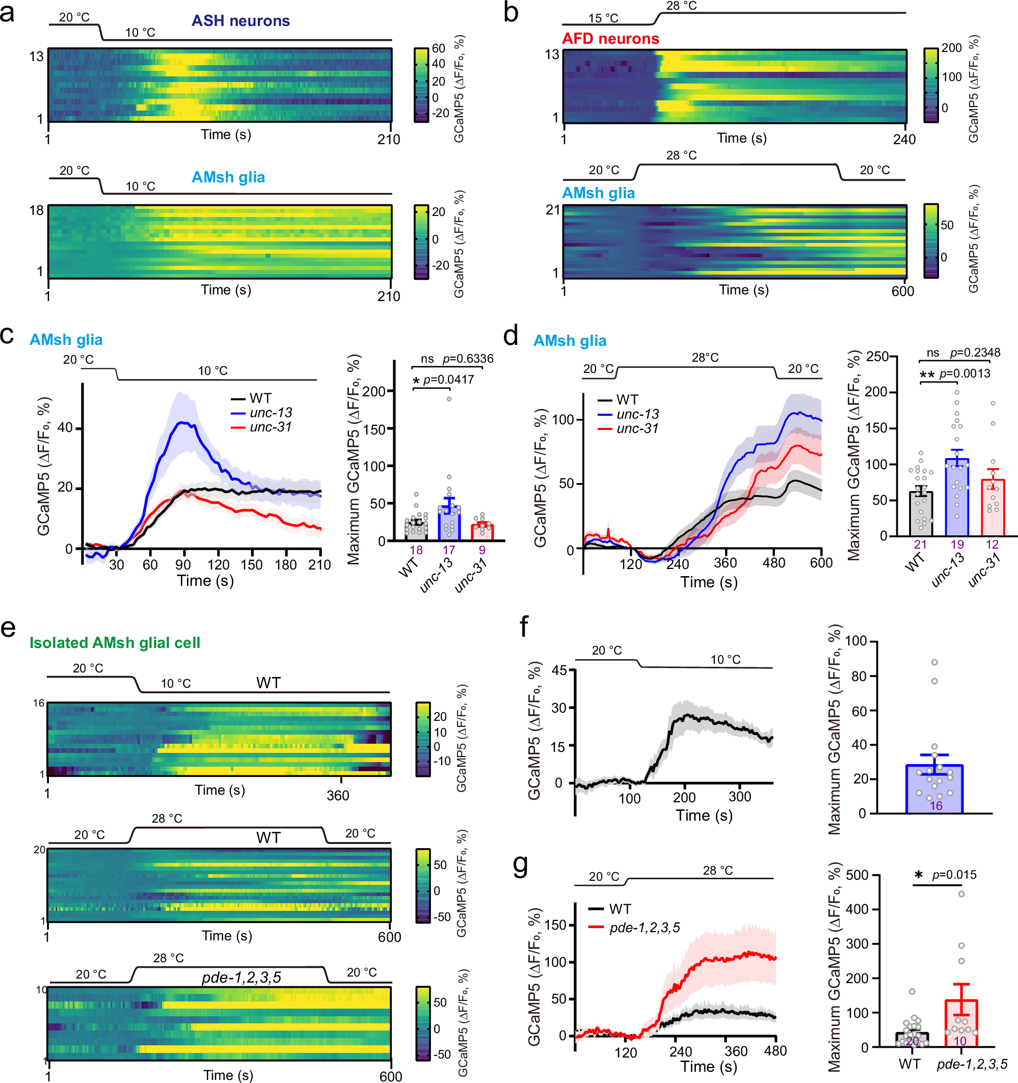 Fig. 1: AMsh glia respond to both cold and heat stimuli.