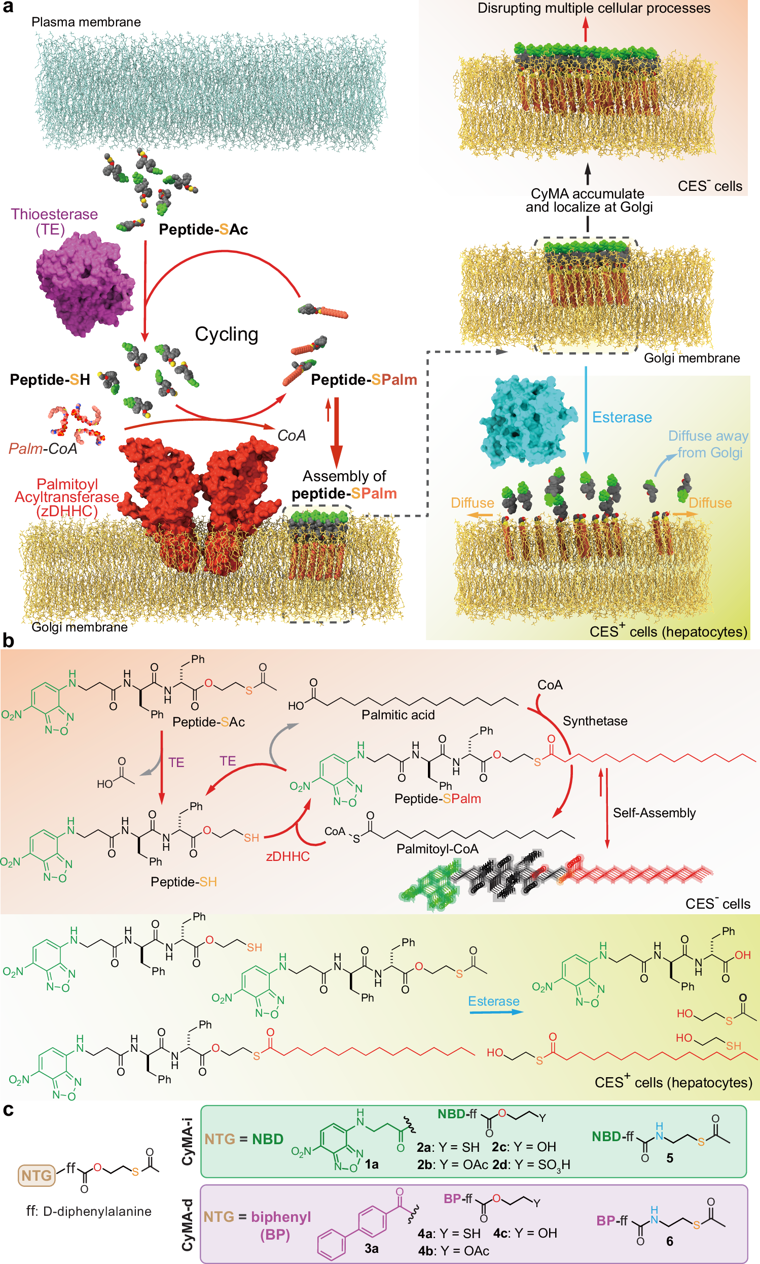 Fig. 1: Selective accumulation of CyMA at the Golgi through an enzyme switch to establish futile cycles.