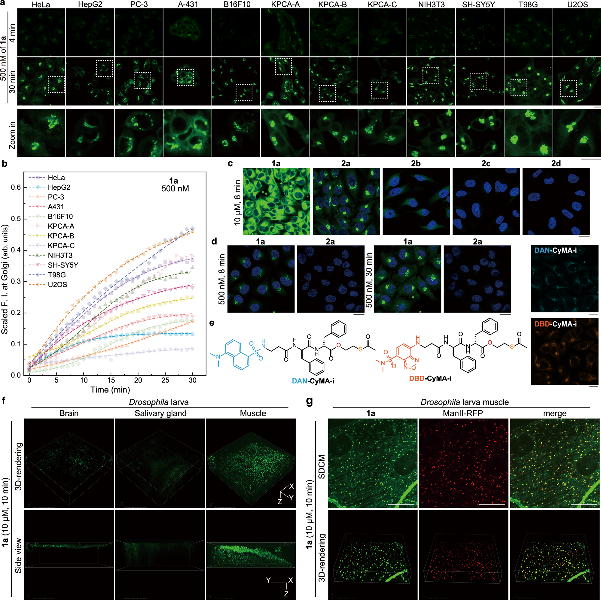 Fig. 3: CyMA-i as a universal Golgi probe in cellulo and in vivo.