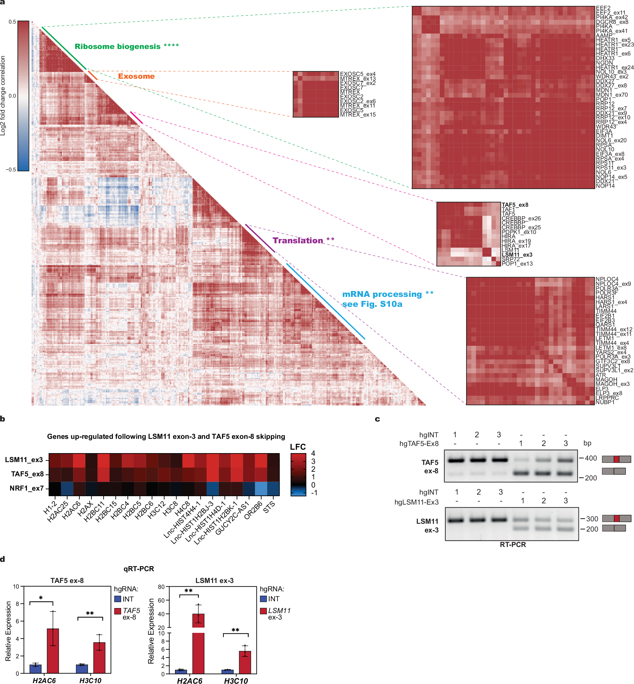 Fig. 3: scCHyMErA-Seq reveals correlated gene expression phenotypes linked to distinct molecular pathways from exon- and gene-level perturbations.