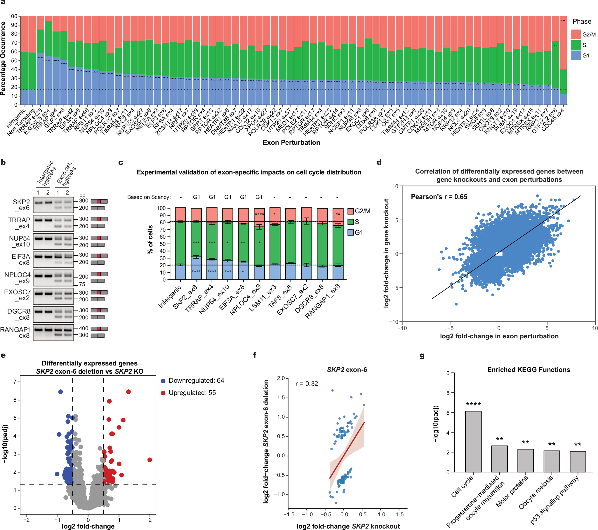 Fig. 5: scCHyMErA-Seq identifies cassette exons influencing cell cycle distribution.