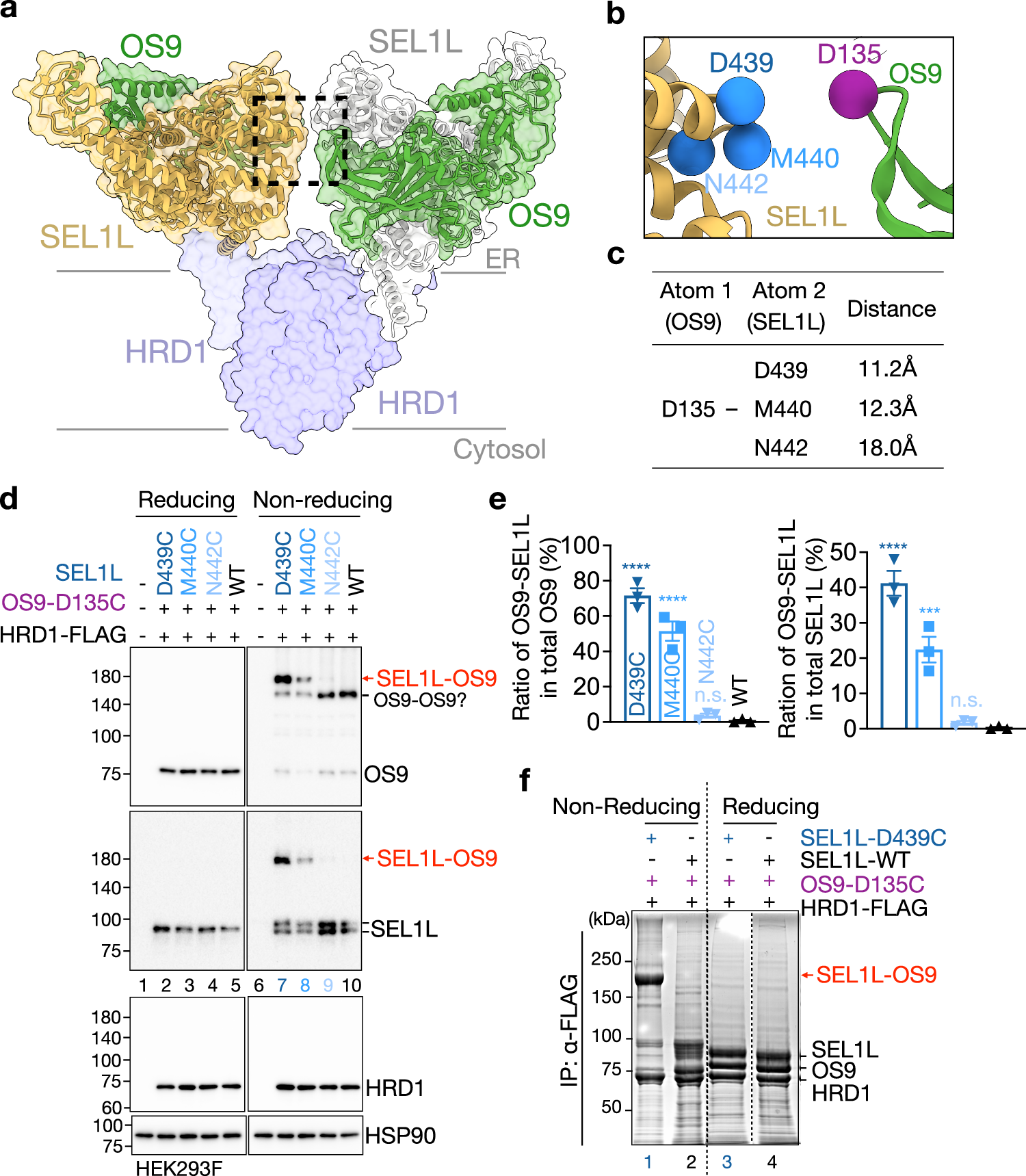 Fig. 3: Homodimeric OS9-SEL1L complex forms in vivo.