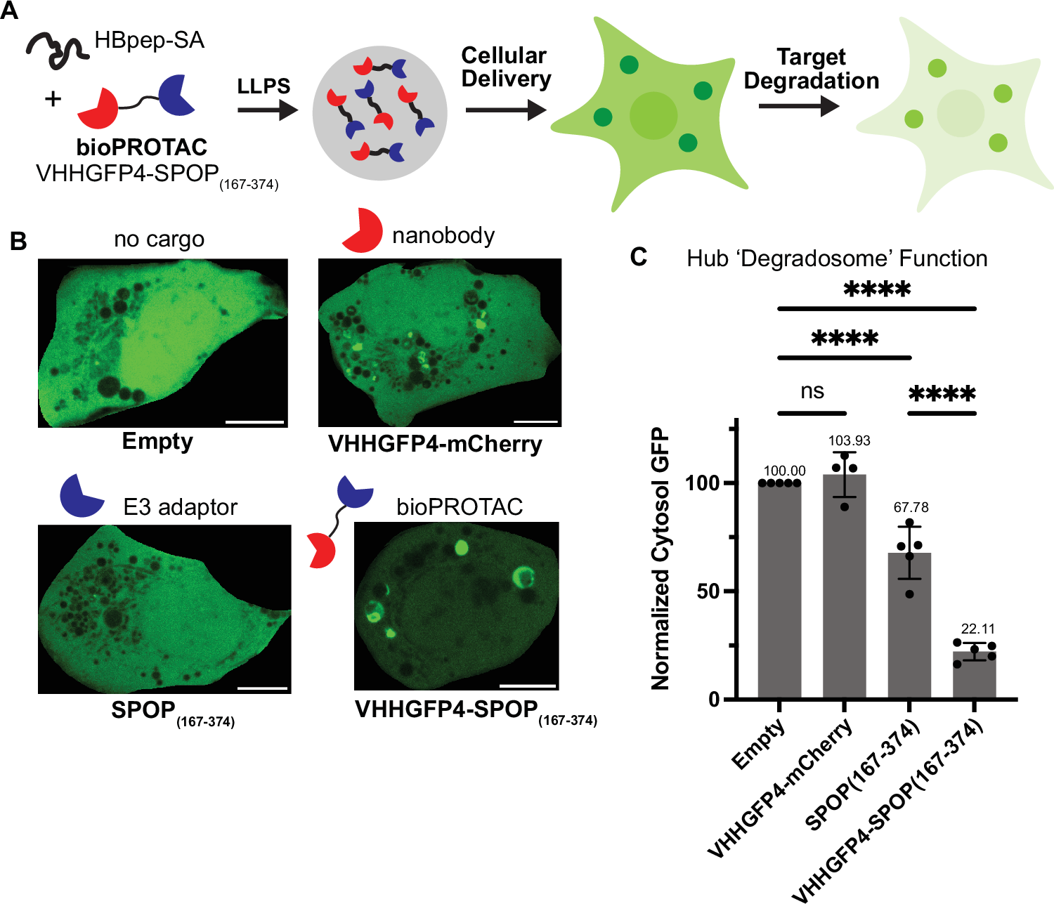 Fig. 6: bioPROTAC-loaded hubs function as reaction centers for target degradation in cells.