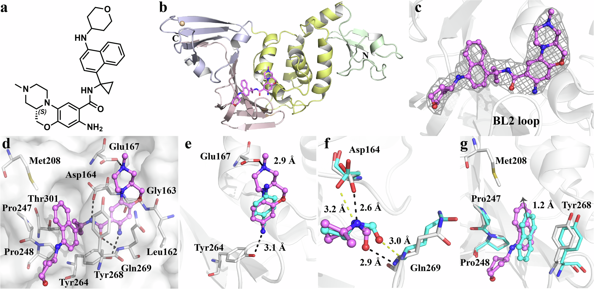 Fig. 2: Structure of SARS-CoV-2 PLpro in complex with inhibitor YL1004.