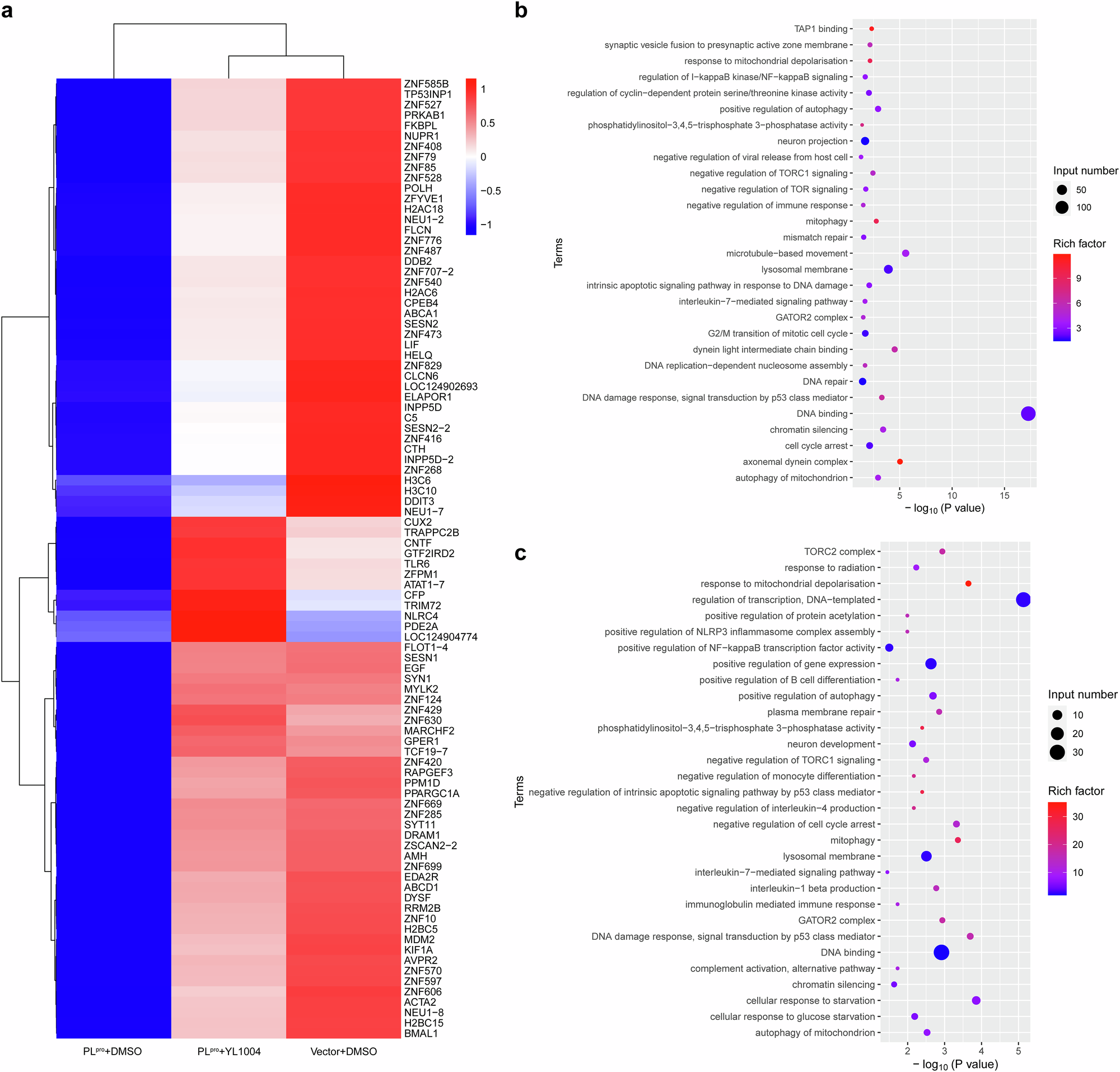 Fig. 4: Transcriptomic profiling reveals PLpro-mediated immune suppression and YL1004-induced restoration of antiviral gene expression.