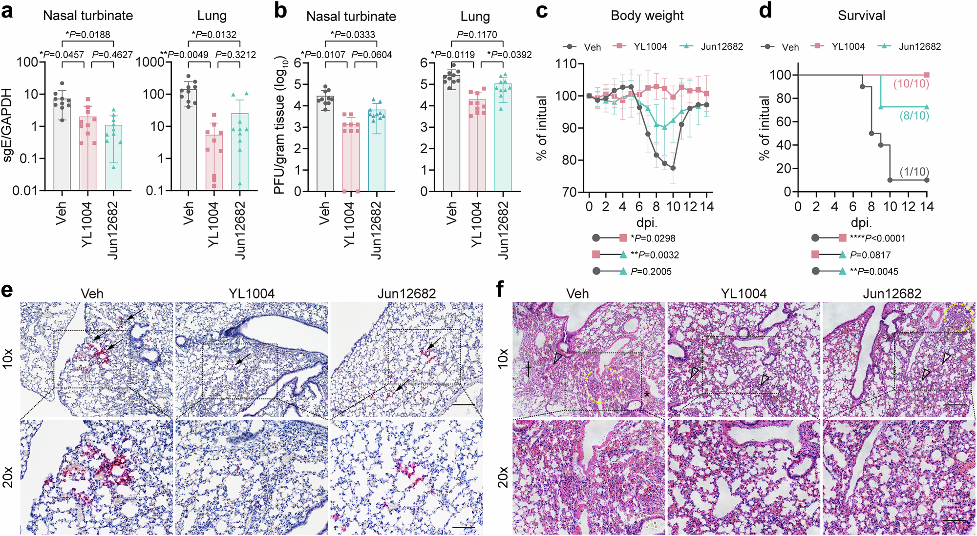 Fig. 6: In vivo antiviral efficacy of YL1004.