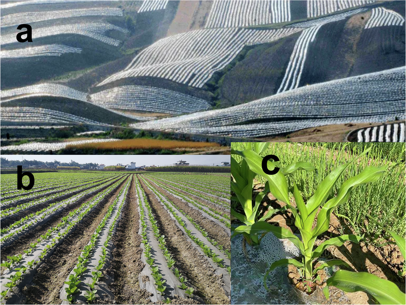 Fig. 1: Plastic films applied to the soil surface as physical mulches.