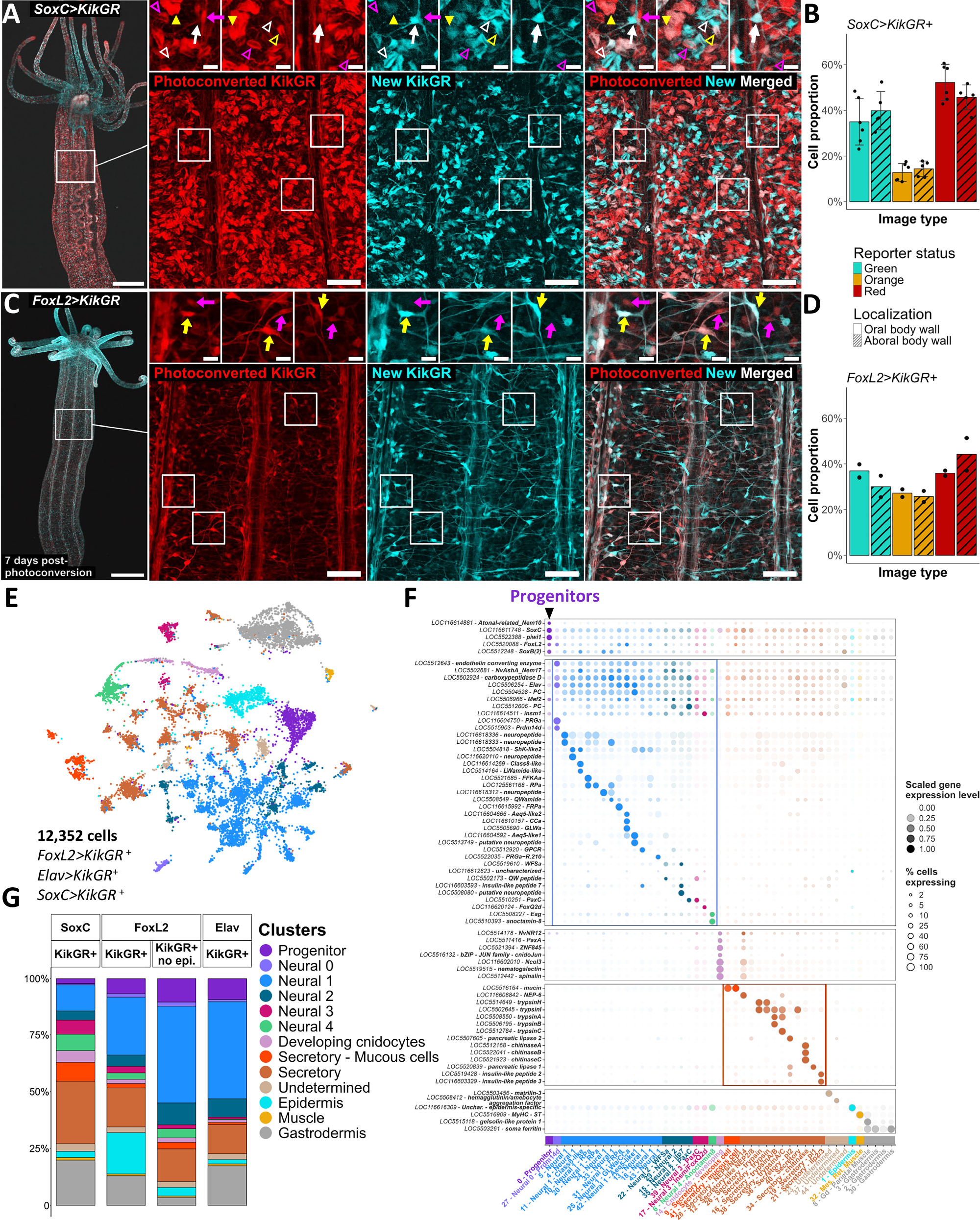 Fig. 3: Progeny cells from the SoxC>KikGR and FoxL2>KikGR drivers encompass cnidocyte, secretory, and neural cells.