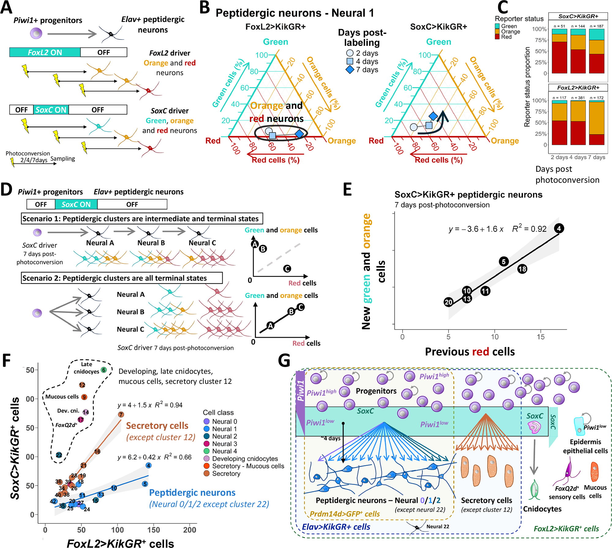 Fig. 5: Generation of Elav+ peptidergic neurons subtypes from FoxL2+/SoxC+ progenitors.