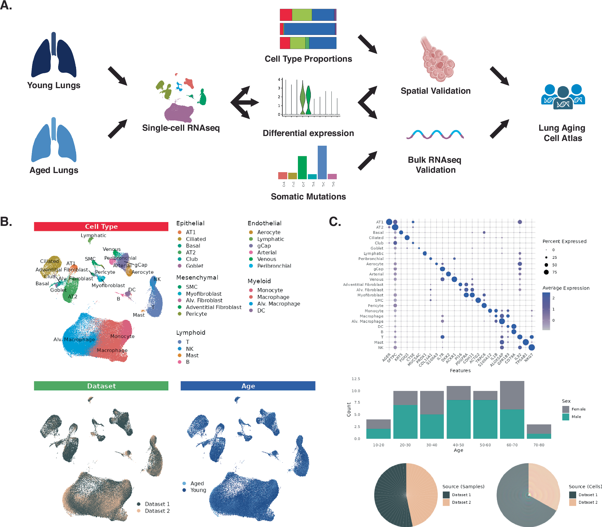 Fig. 1: Overview of study design and single-cell RNAseq dataset.