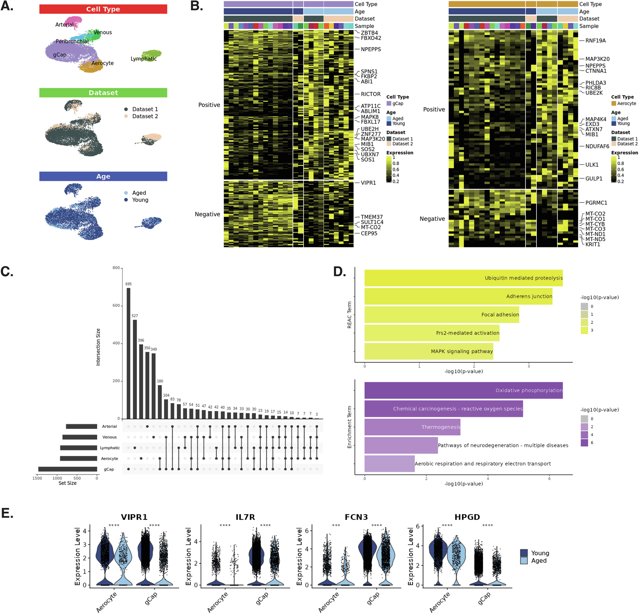 Fig. 4: Age-associated changes in the lung microvasculature.