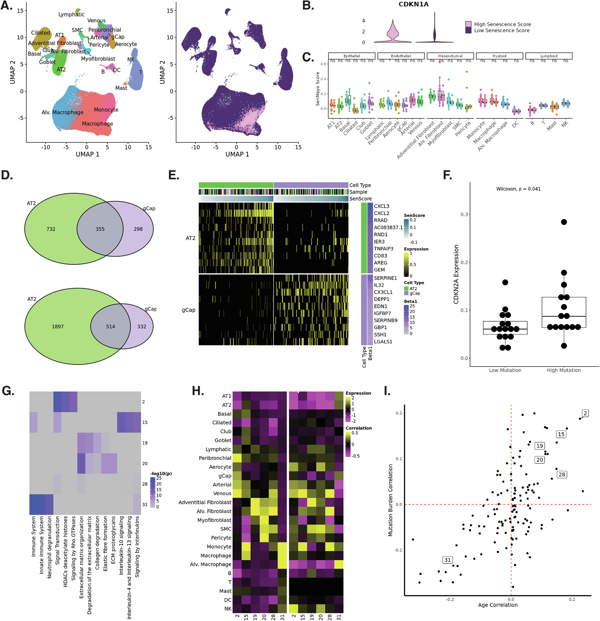 Fig. 6: SenMayo scoring can be used to identify the senescence signature.