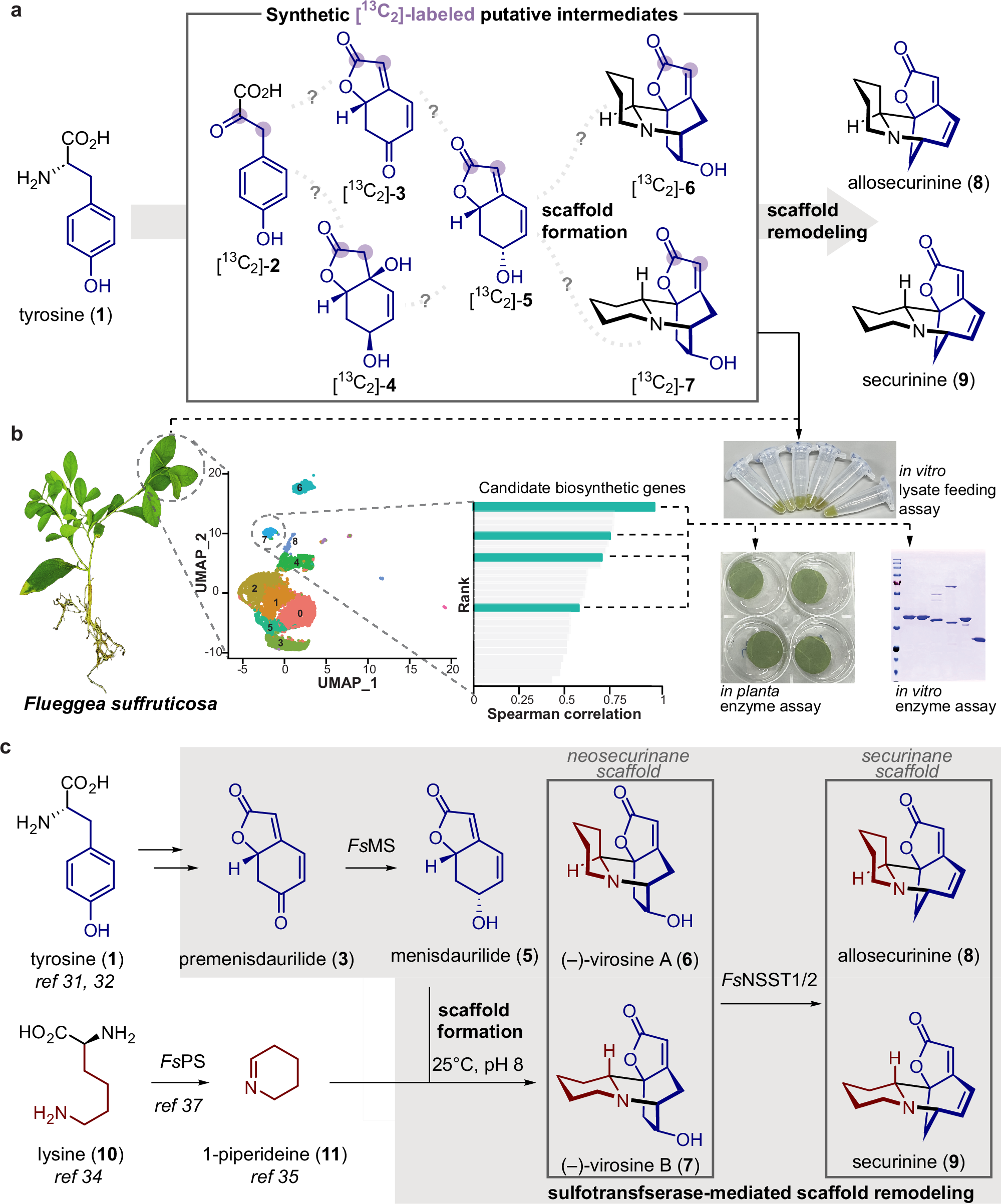 Chemically guided single-cell transcriptomics reveals  sulfotransferase-mediated scaffold remodeling in securinine biosynthesis |  Nature Communications